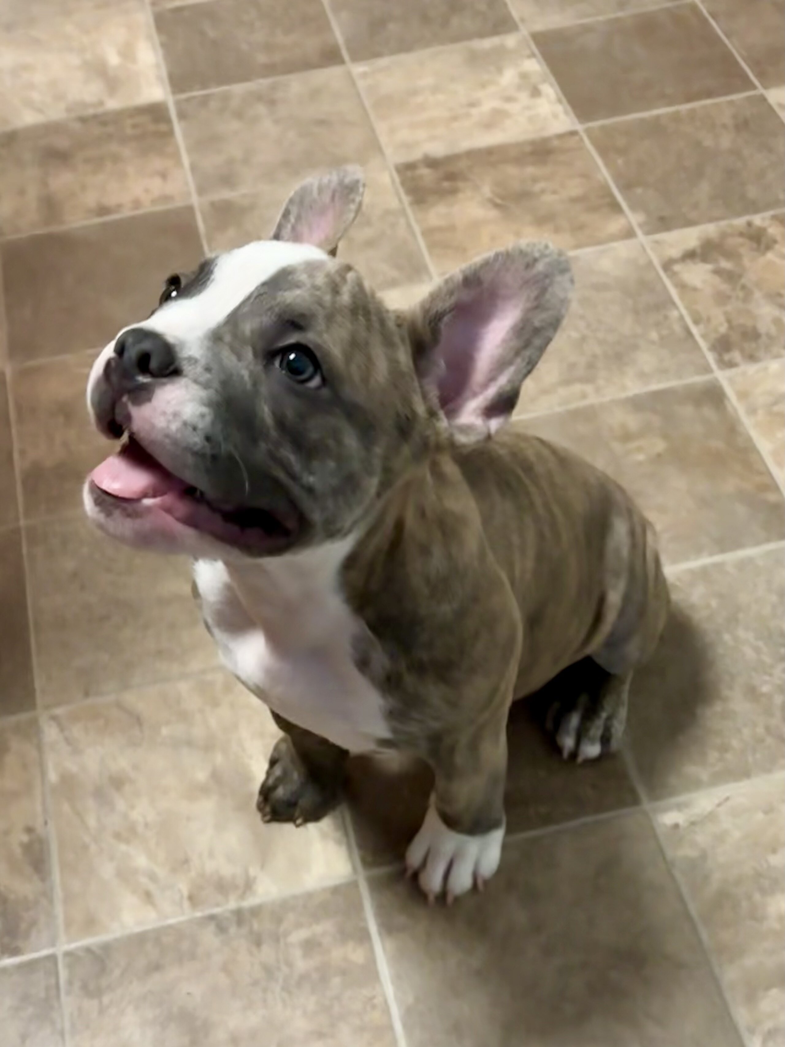 French Bulldog image 2