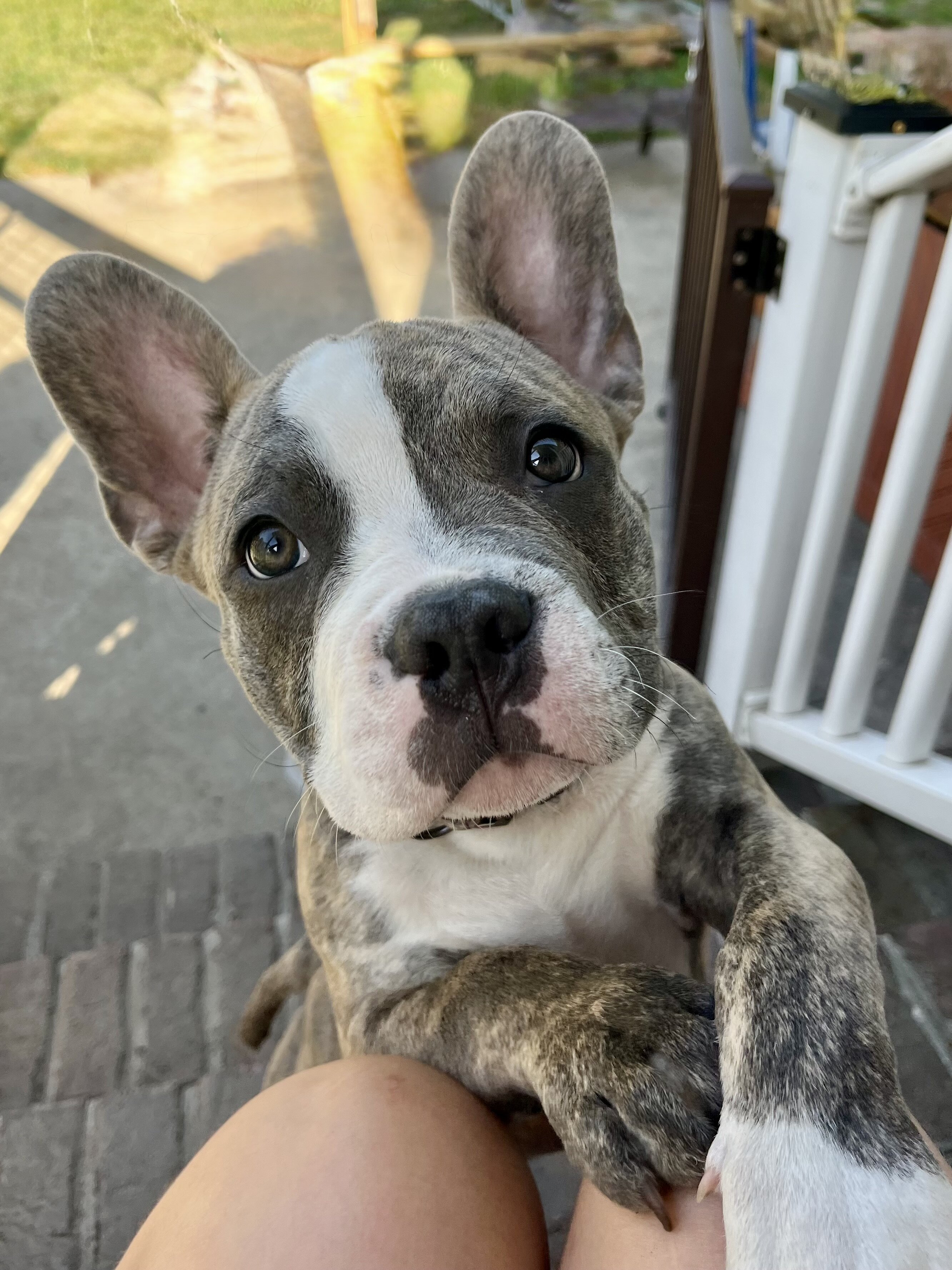 French Bulldog image 4