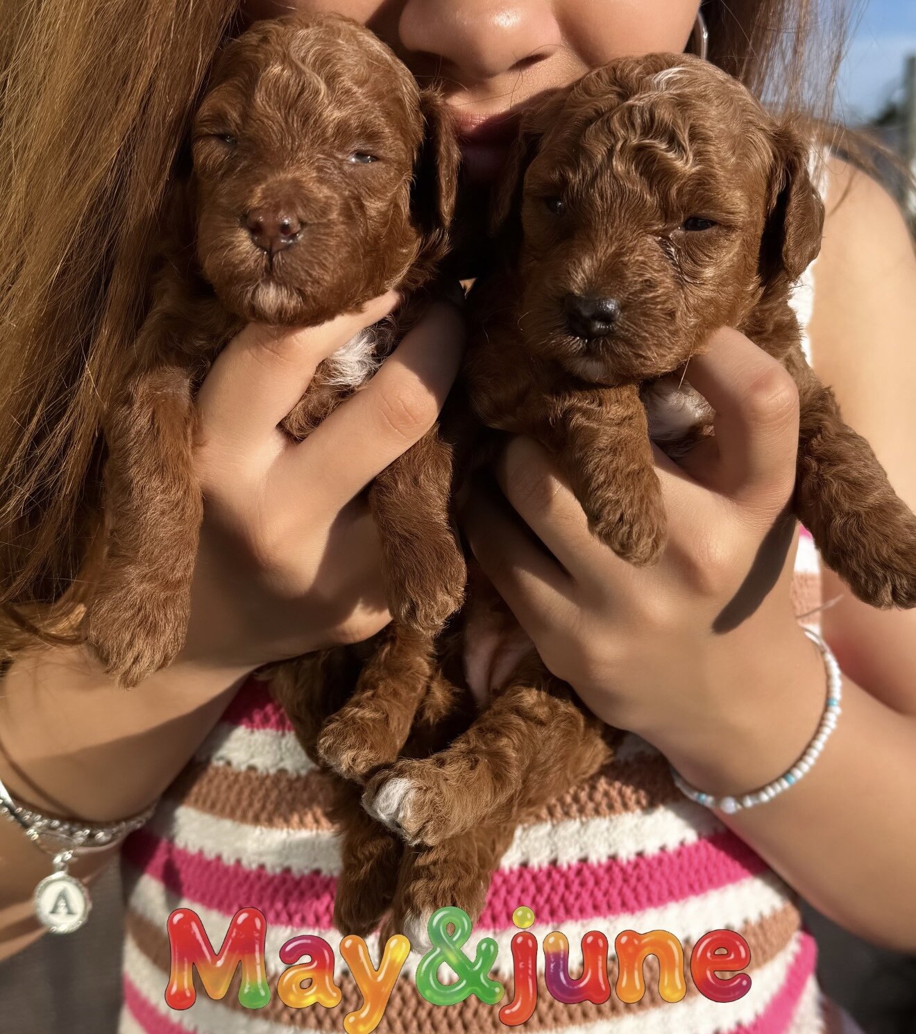 Red toy poodle image 2