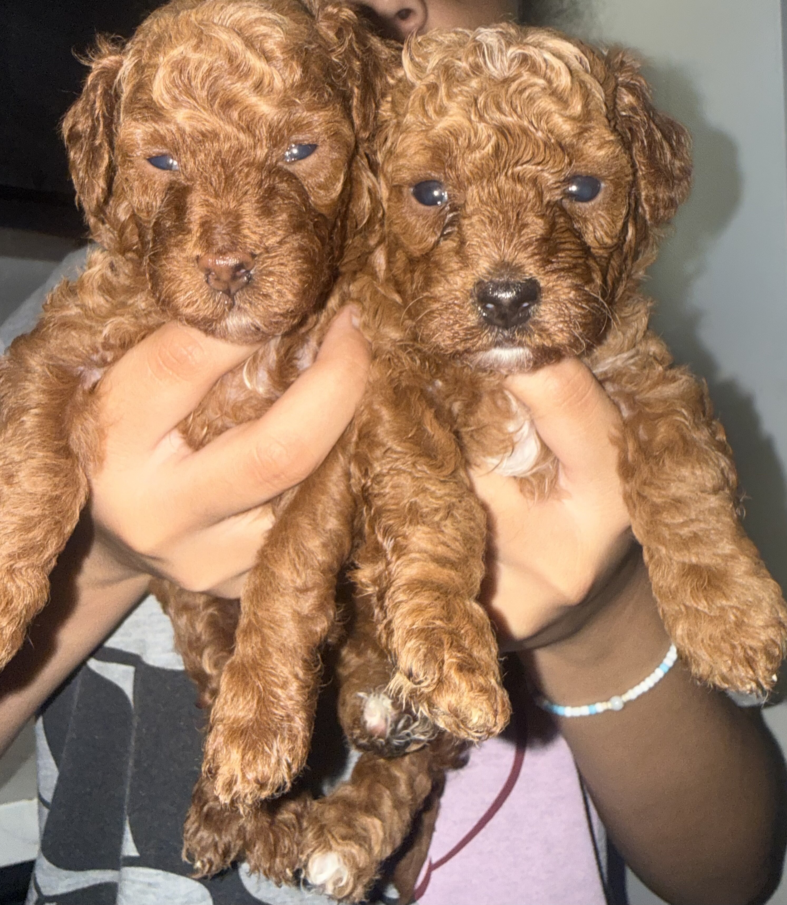 Red toy poodle image 1
