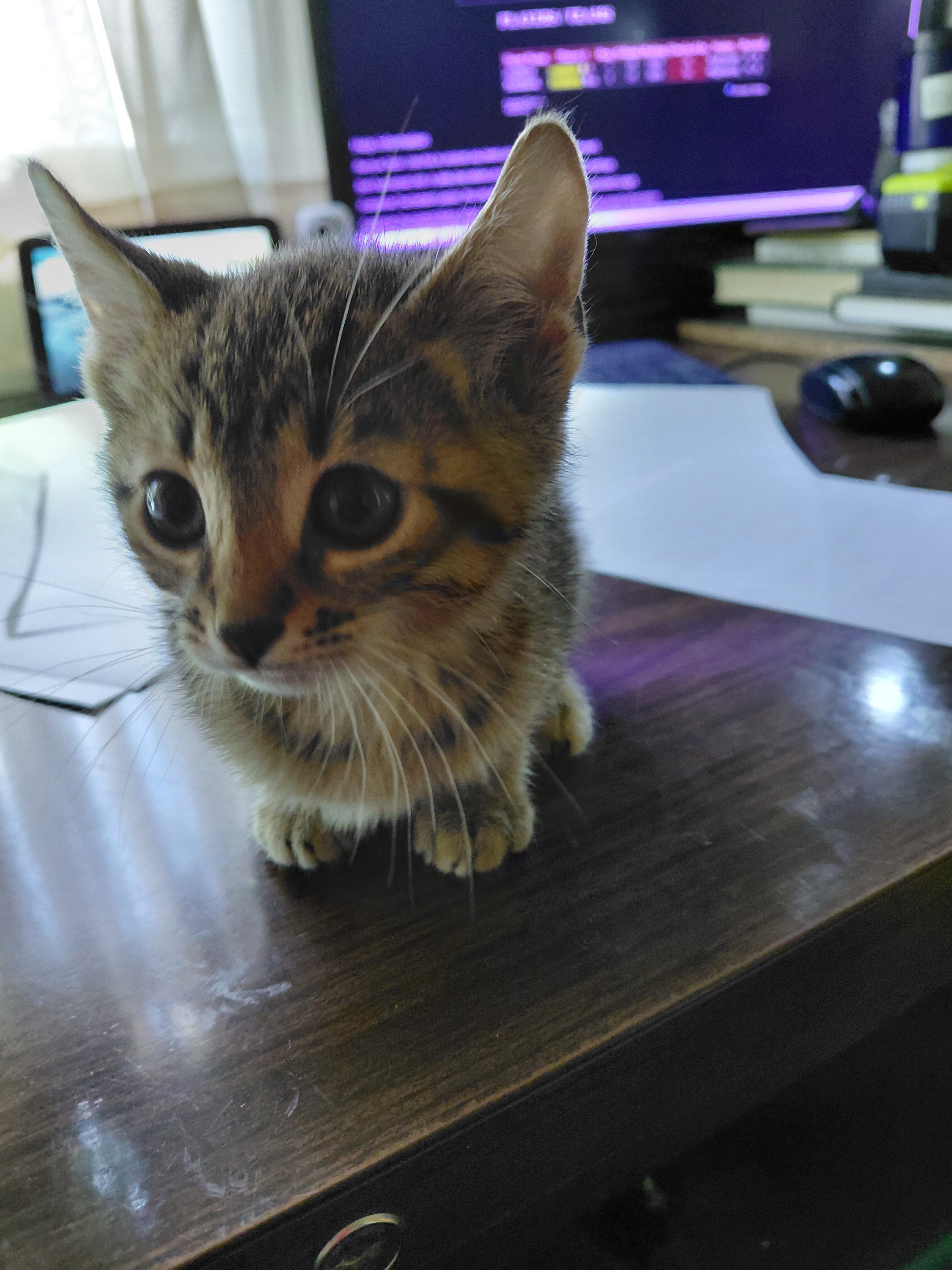 Savannah kitten 8 weeks purebred 200.00 image 2