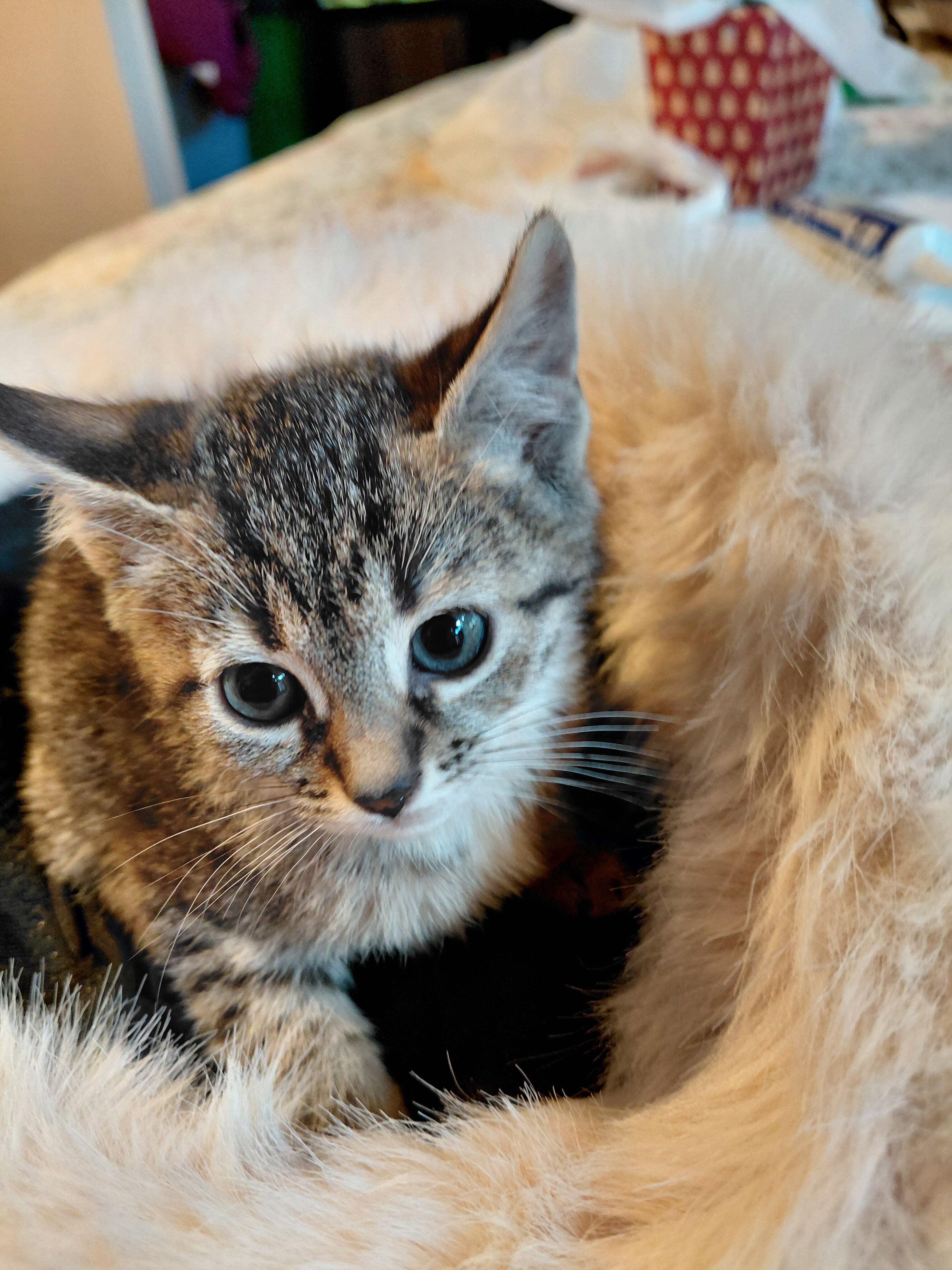 Savannah kitten 8 weeks purebred 200.00 image 1