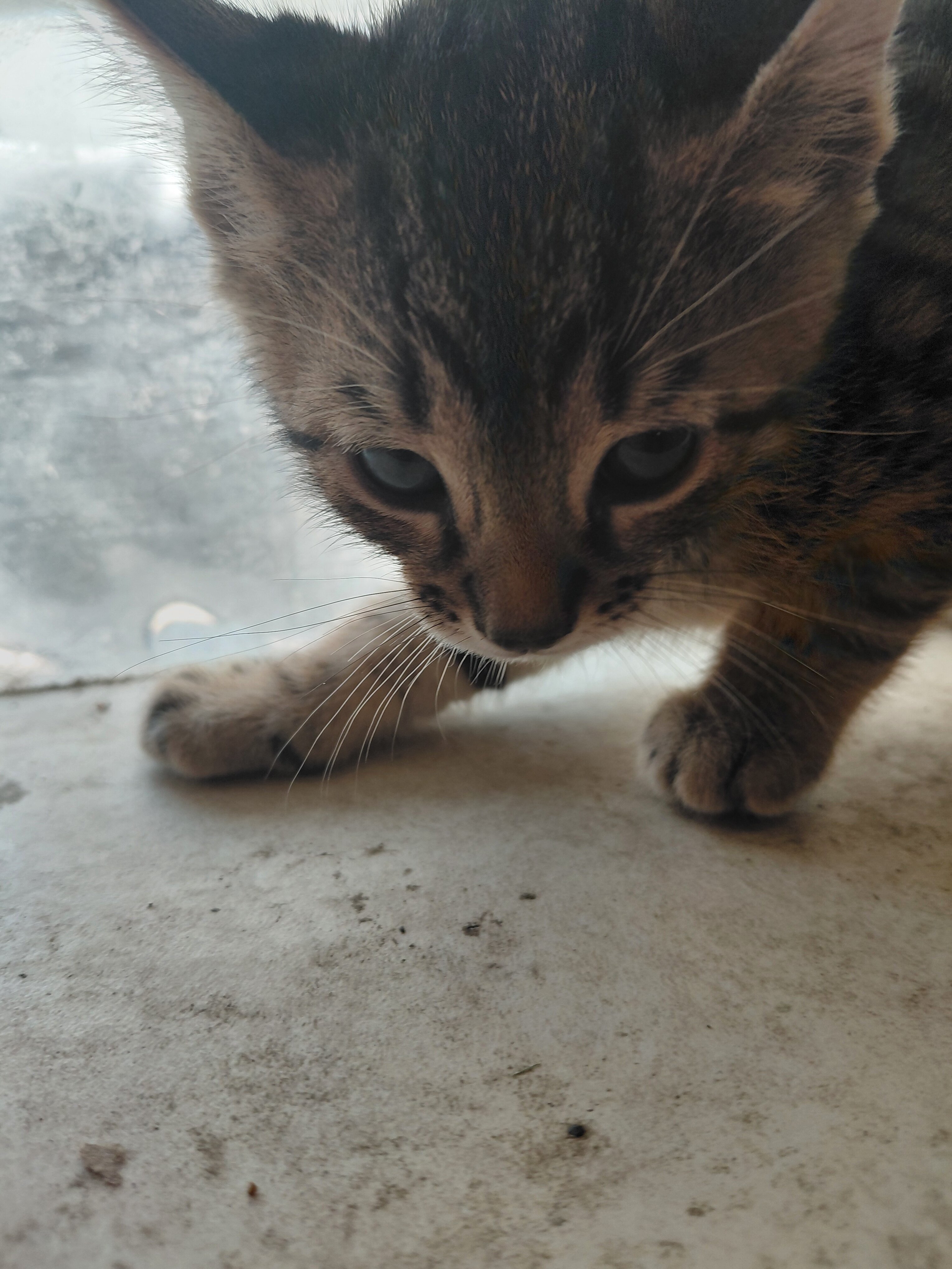 Savannah kitten 8 weeks purebred 200.00 image 5