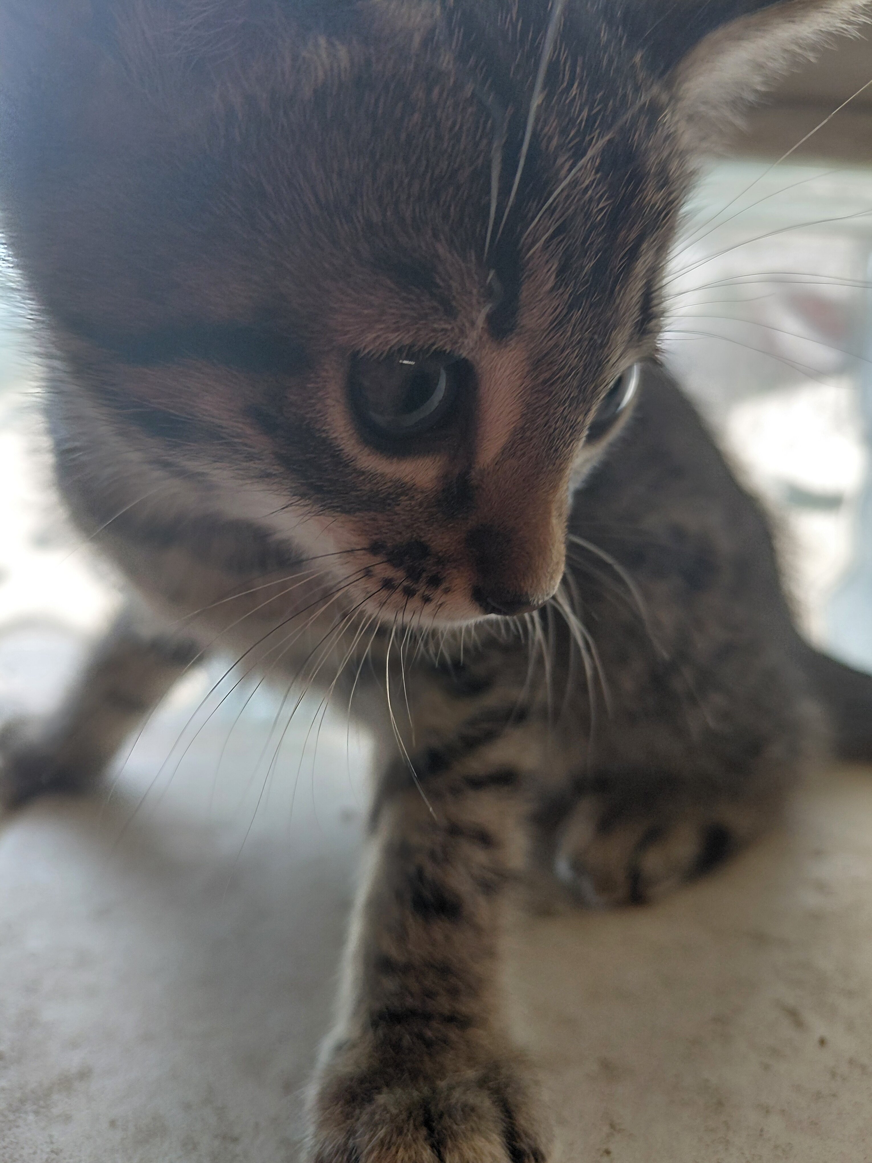 Savannah kitten 8 weeks purebred 200.00 image 4