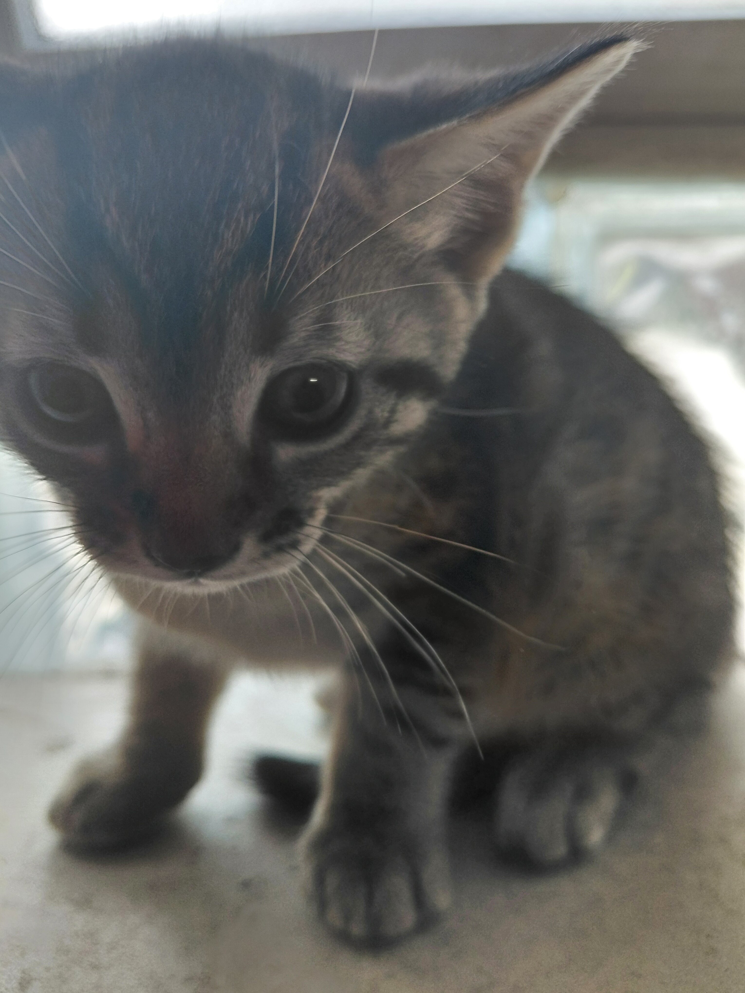 Savannah kitten 8 weeks purebred 200.00 image 3