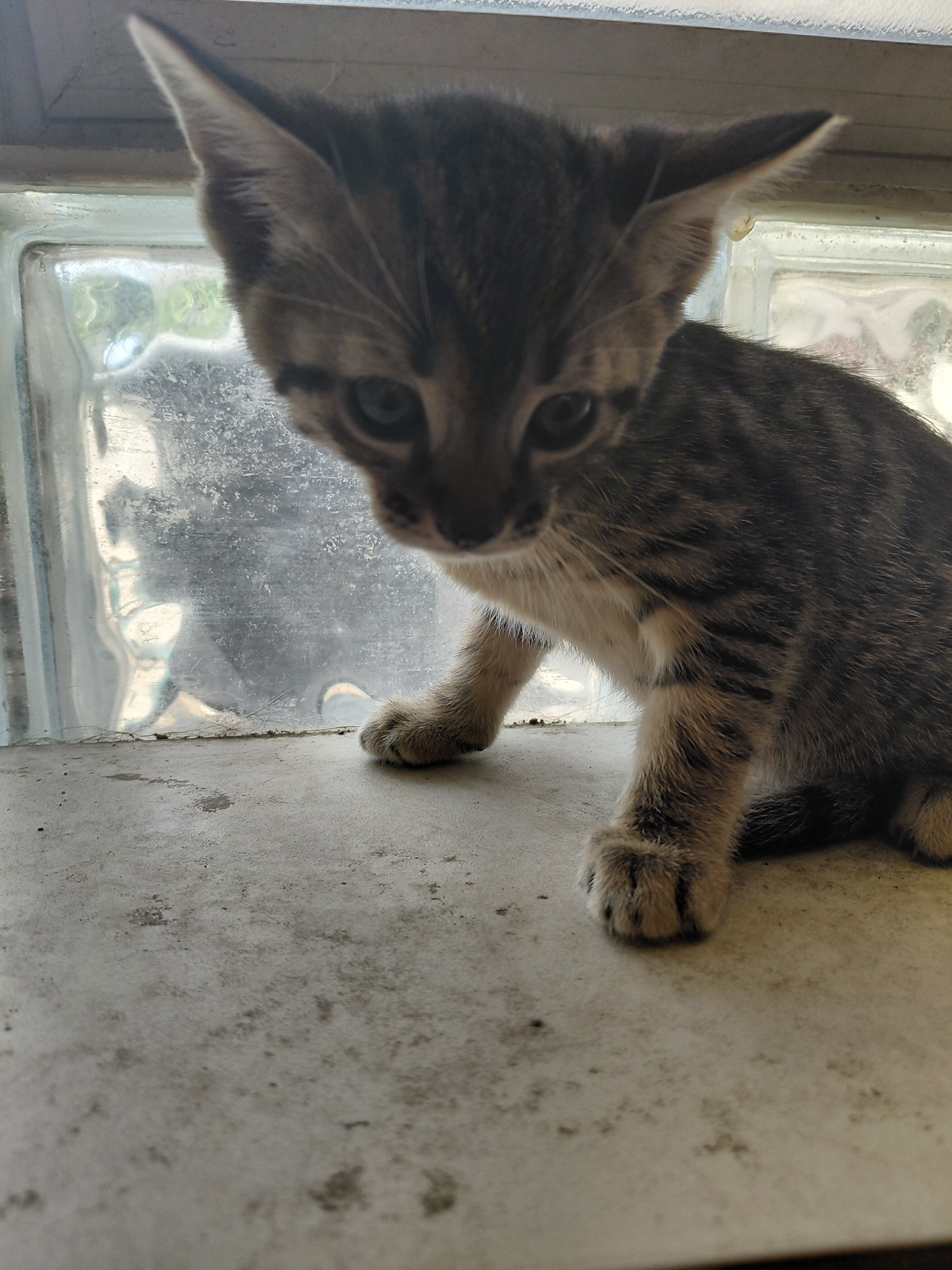 Savannah kitten 8 weeks purebred 200.00 image 7