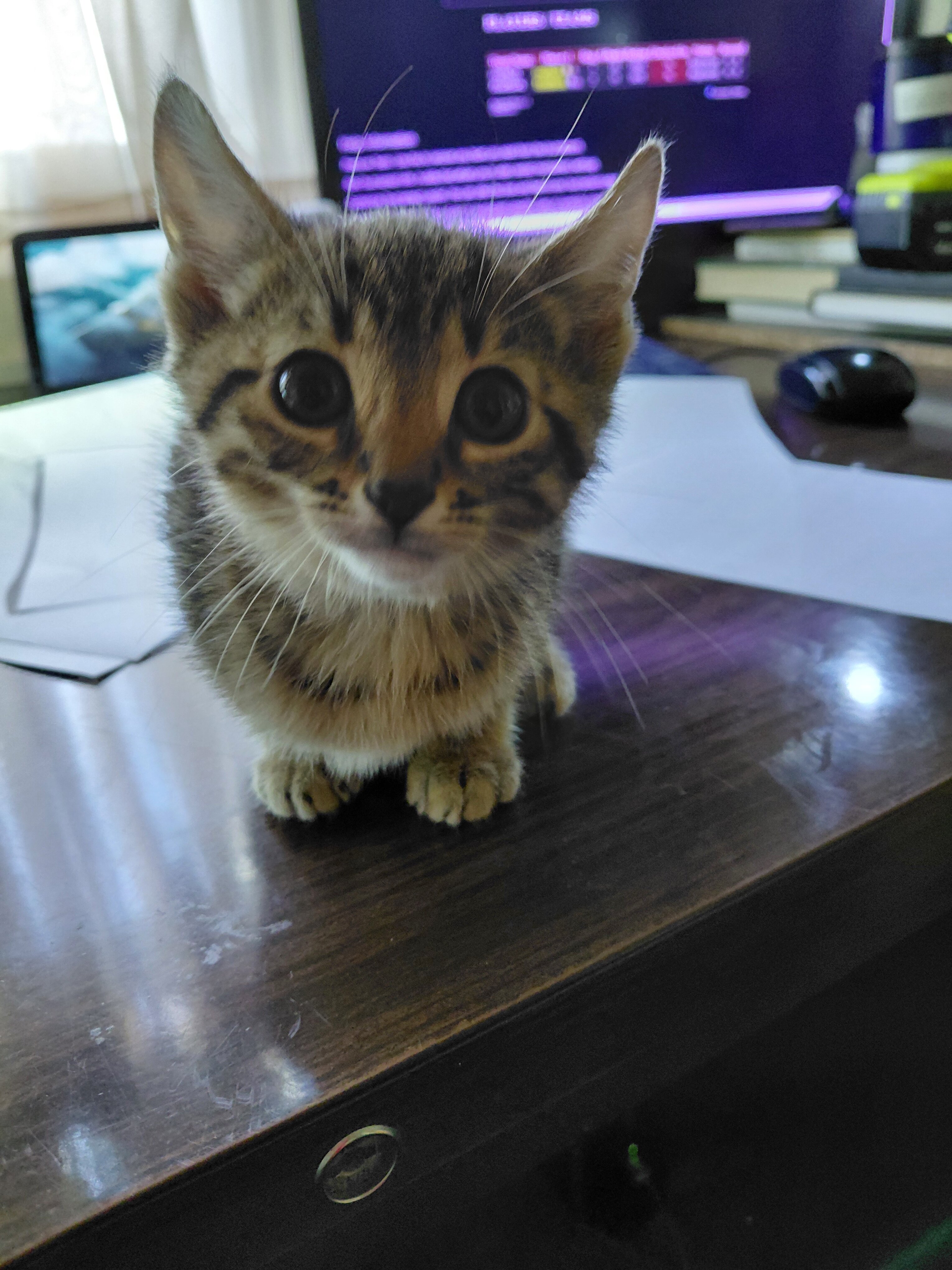 Savannah exotic purebred f5 kittens image 7