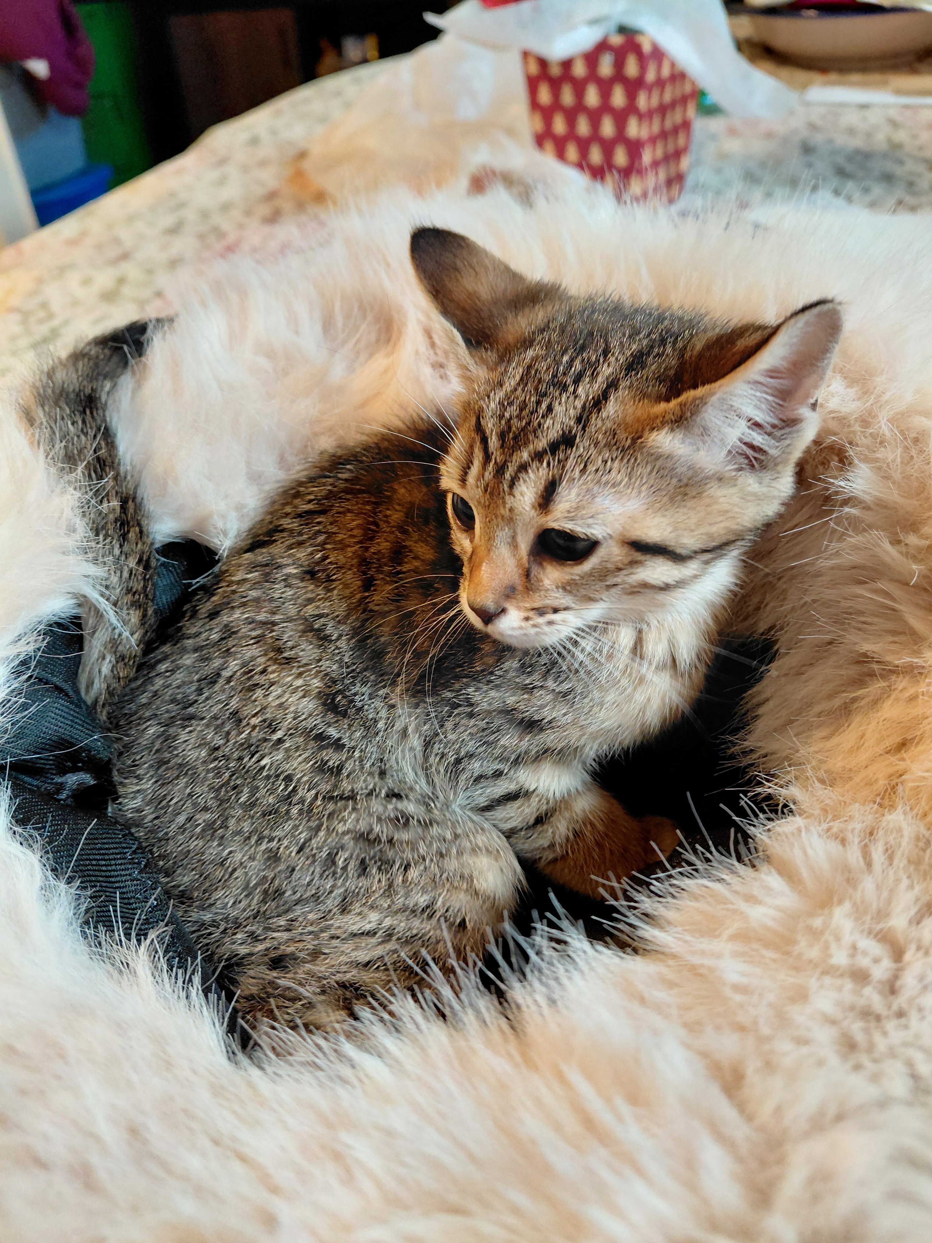 Savannah exotic purebred f5 kittens image 4