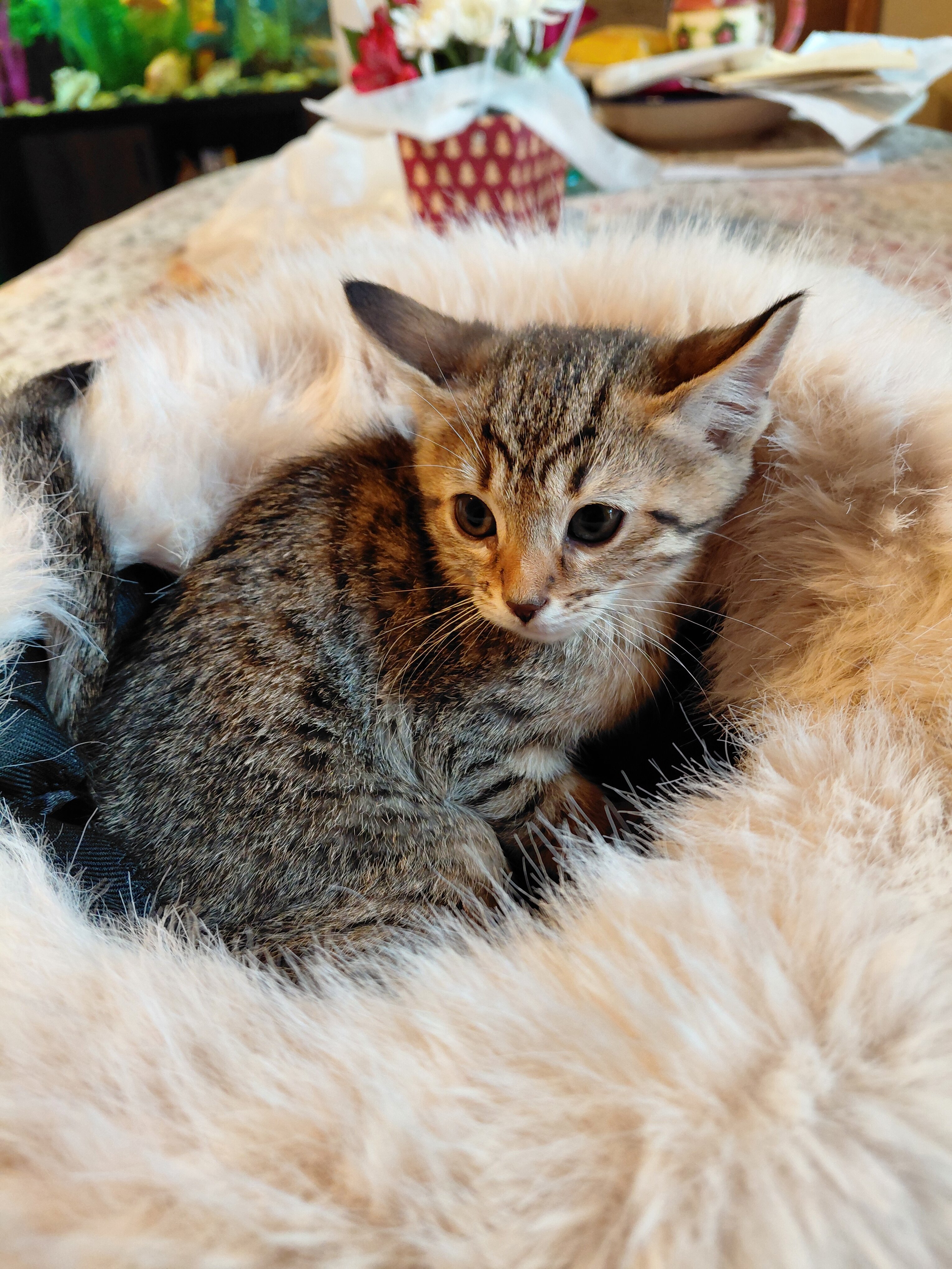 Savannah exotic purebred f5 kittens image 5
