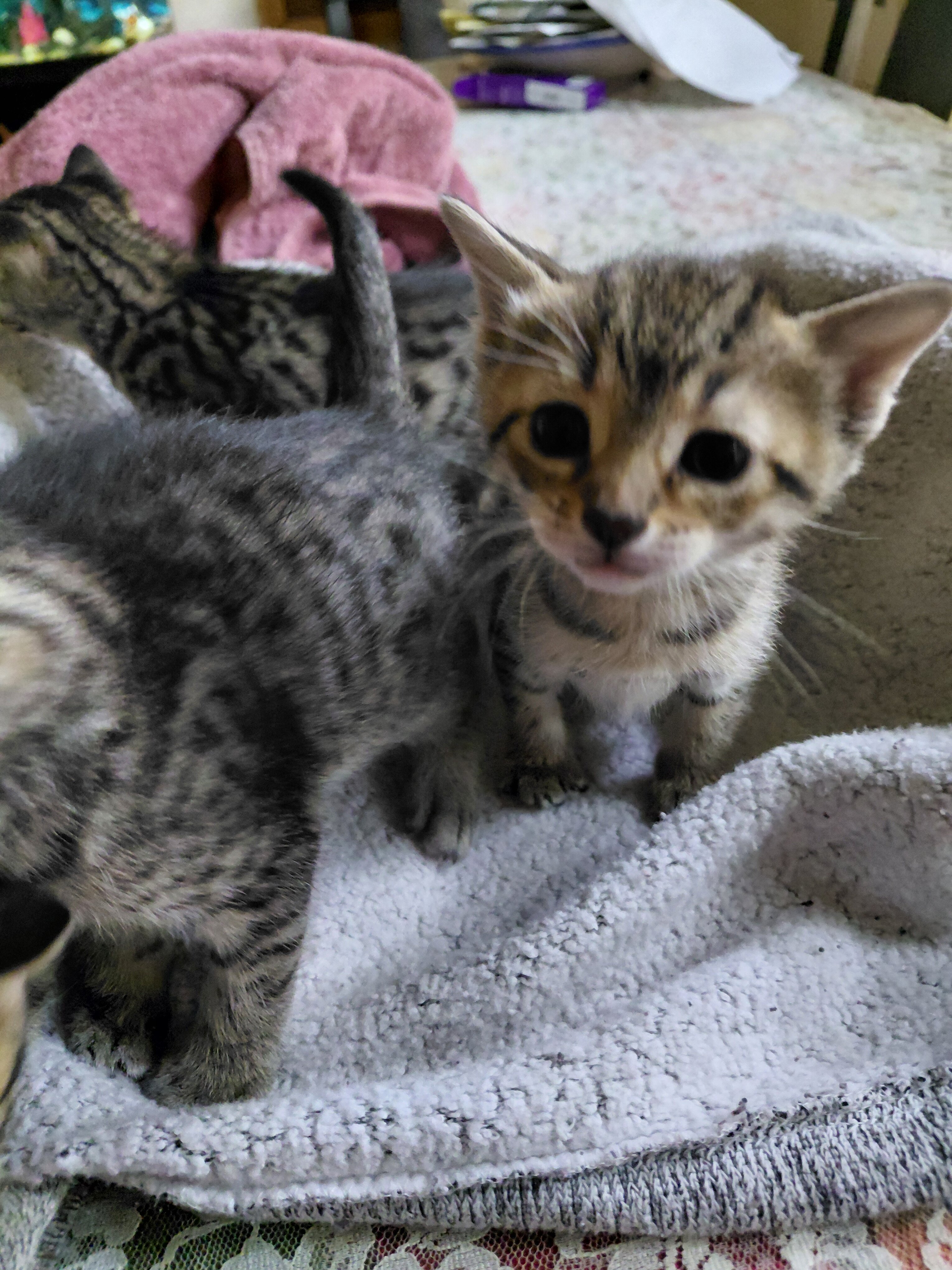 Savannah exotic purebred f5 kittens image 2