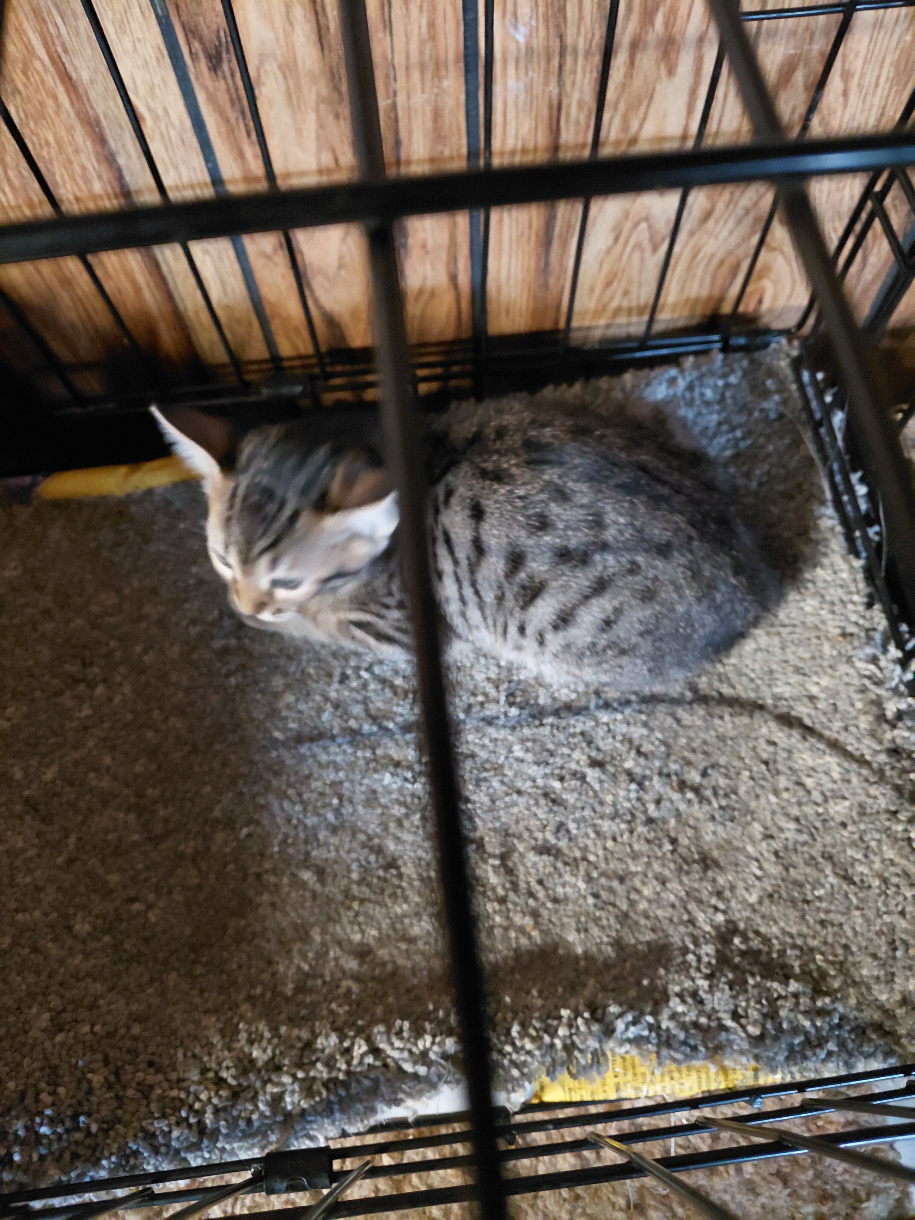 Savannah exotic purebred f5 kittens image 1