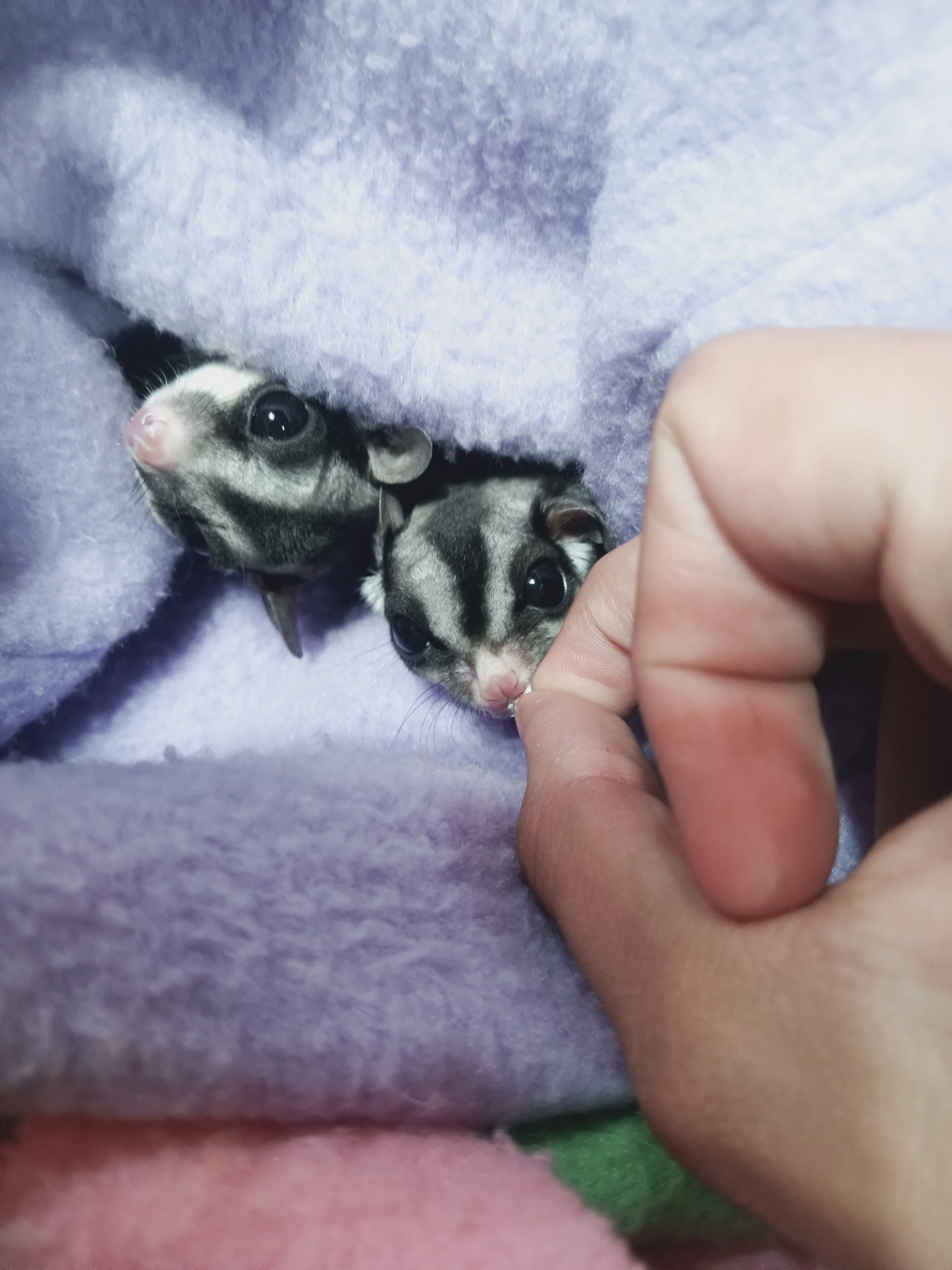 Sweet Sugar Gliders image 2