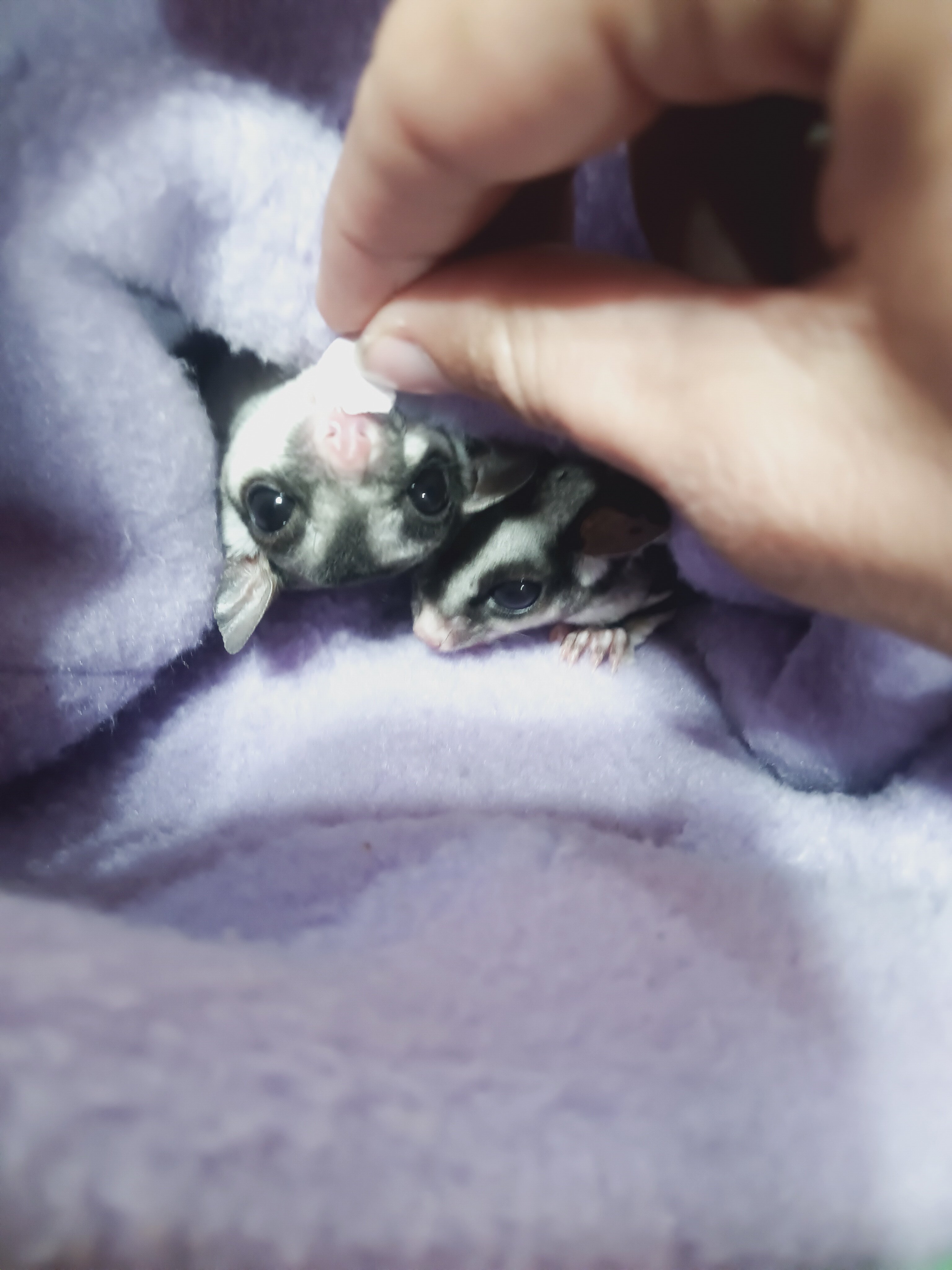 Sweet Sugar Gliders image 3