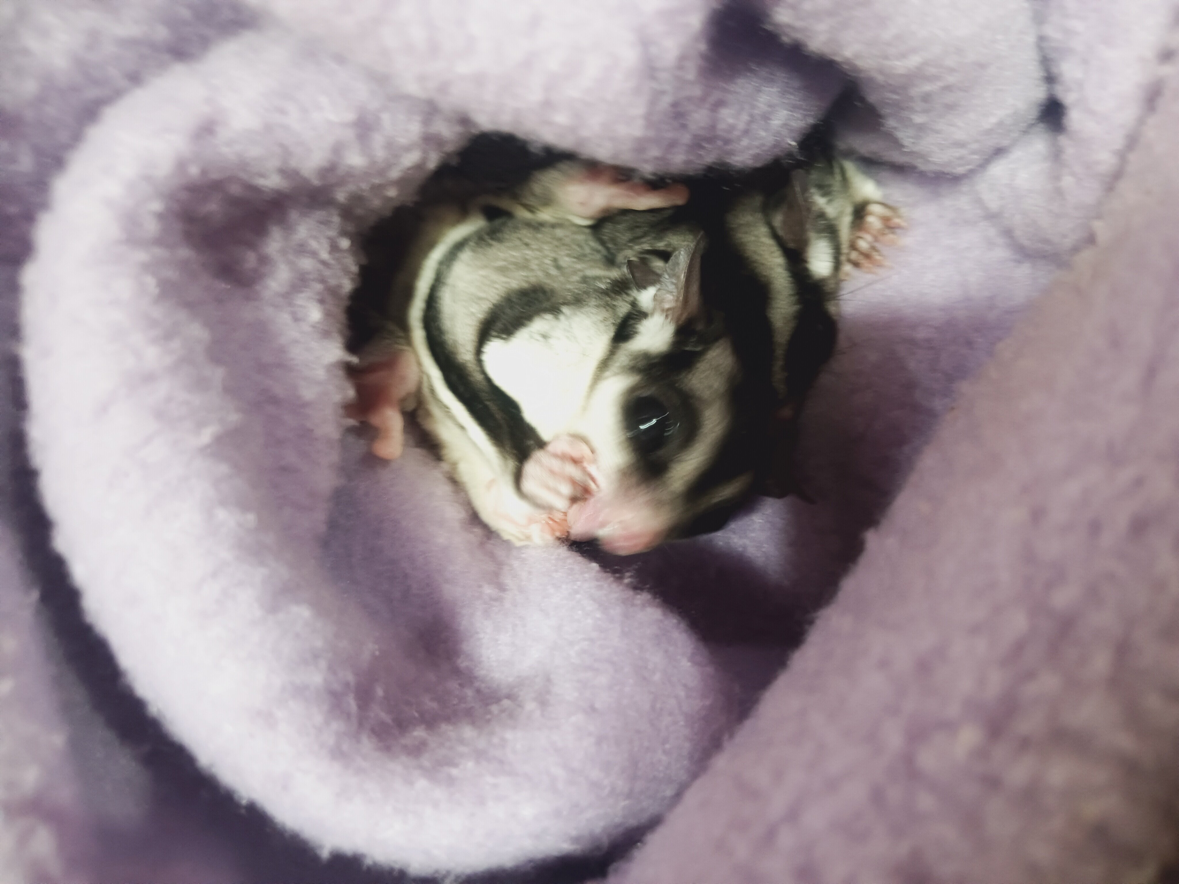 Sweet Sugar Gliders image 4