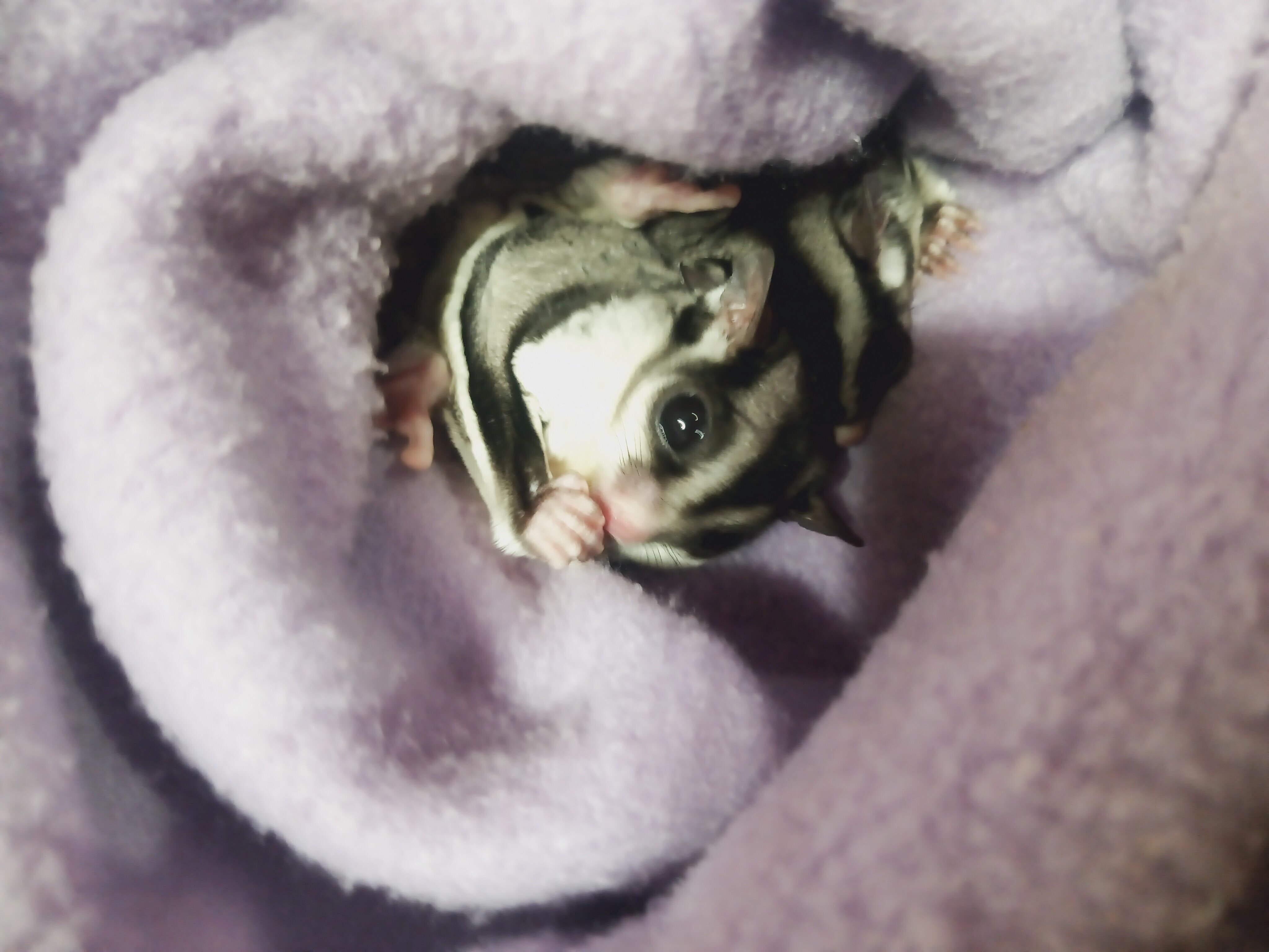 Sweet Sugar Gliders image 1
