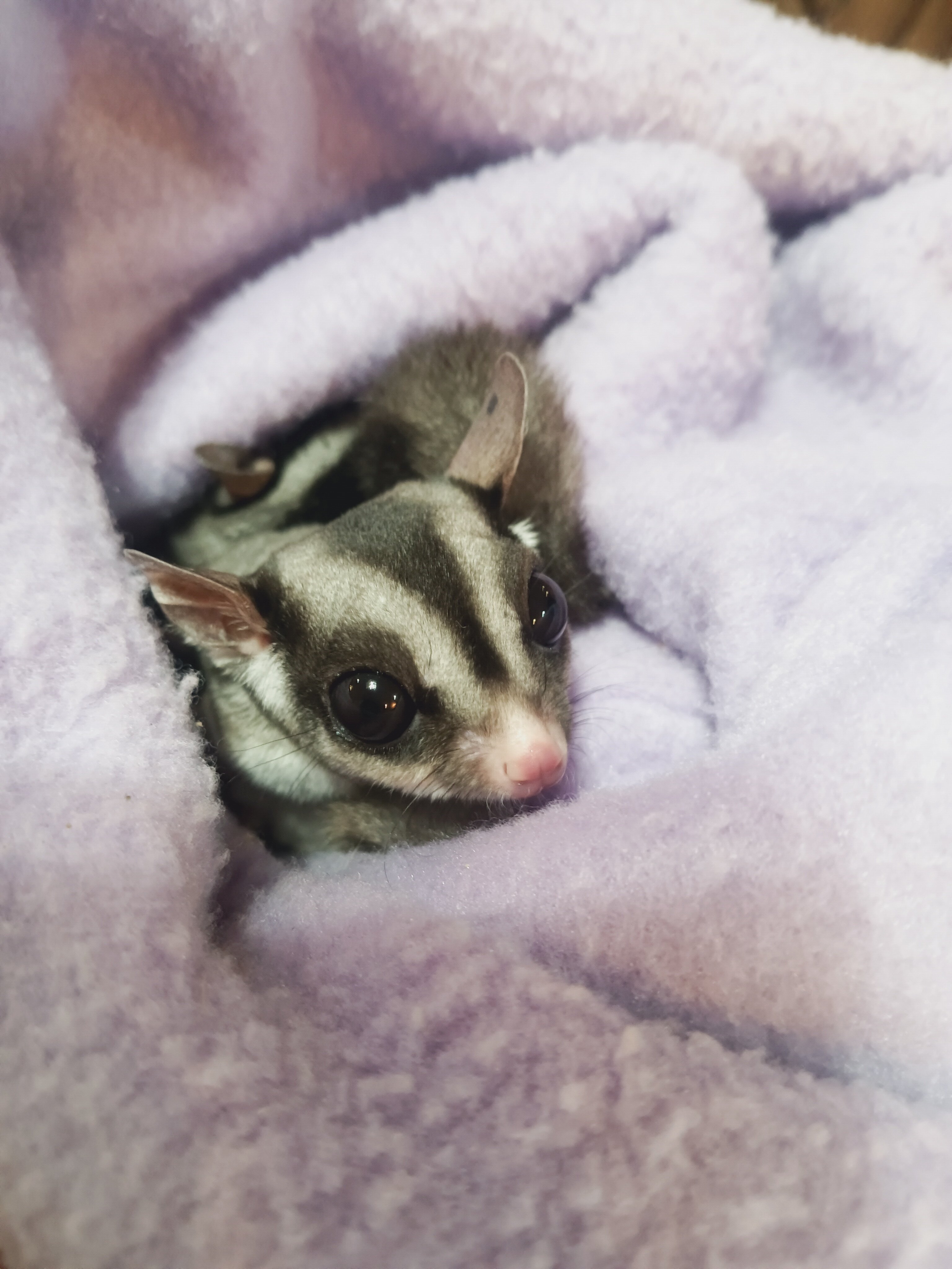 Sweet Sugar Gliders image 5