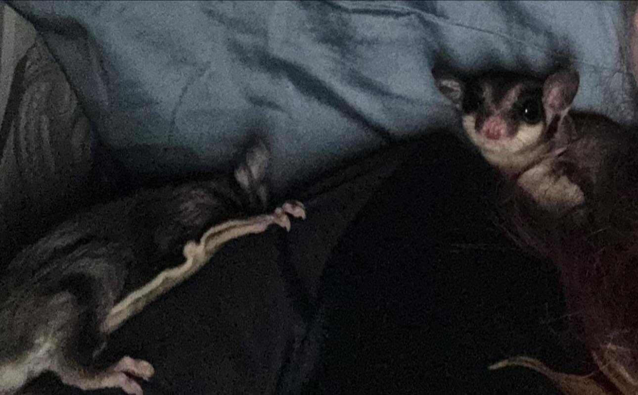Sweet Sugar Gliders image 9