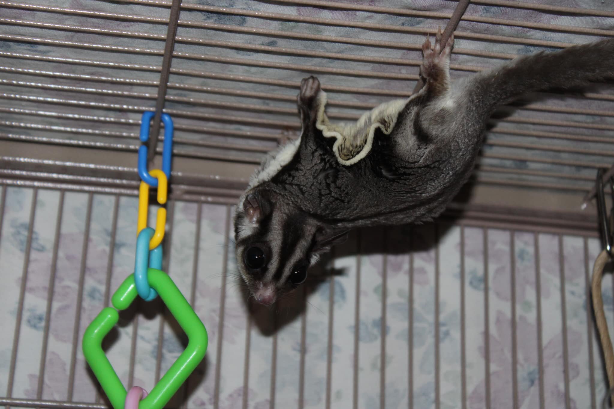 Sweet Sugar Gliders image 8