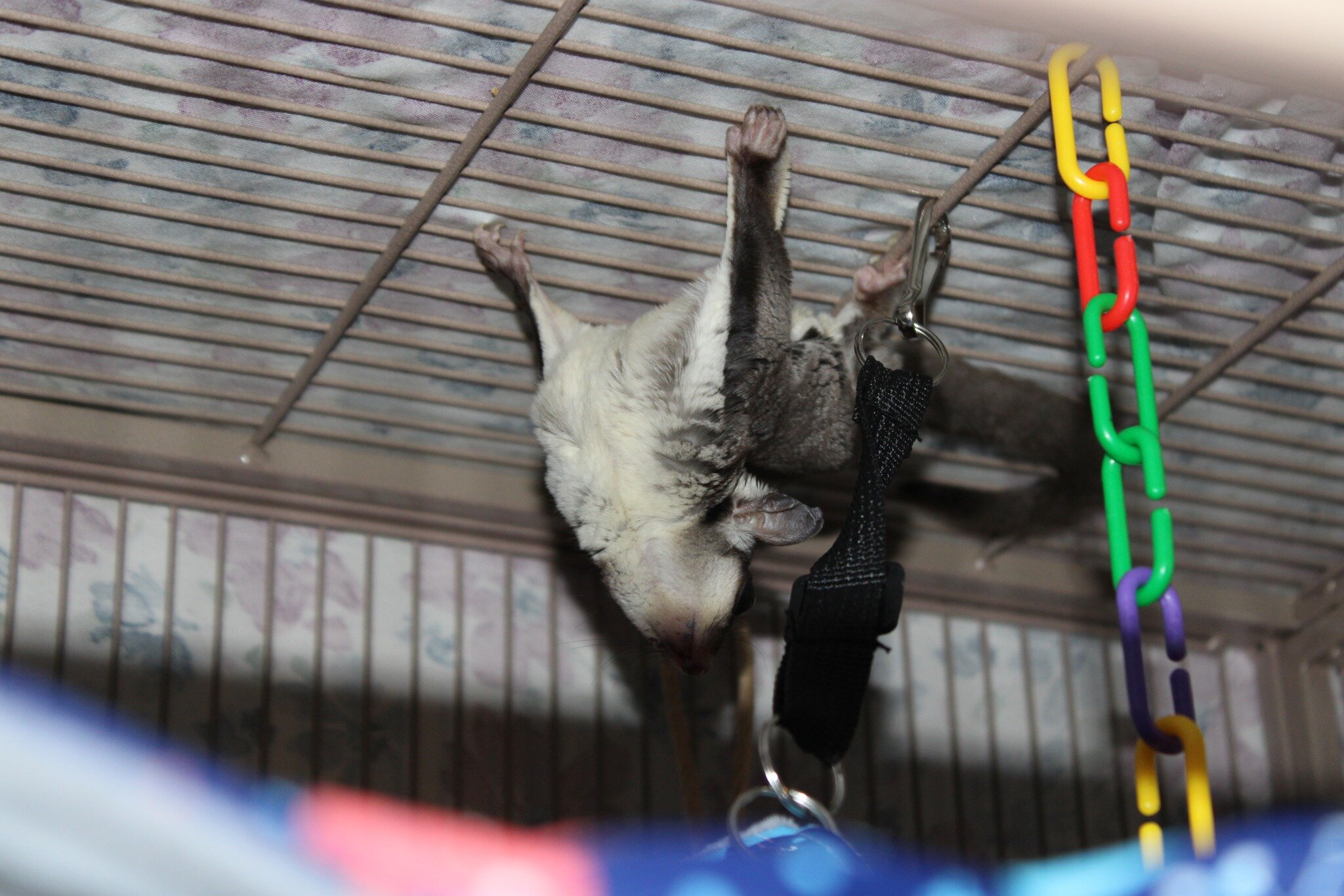 Sweet Sugar Gliders image 7