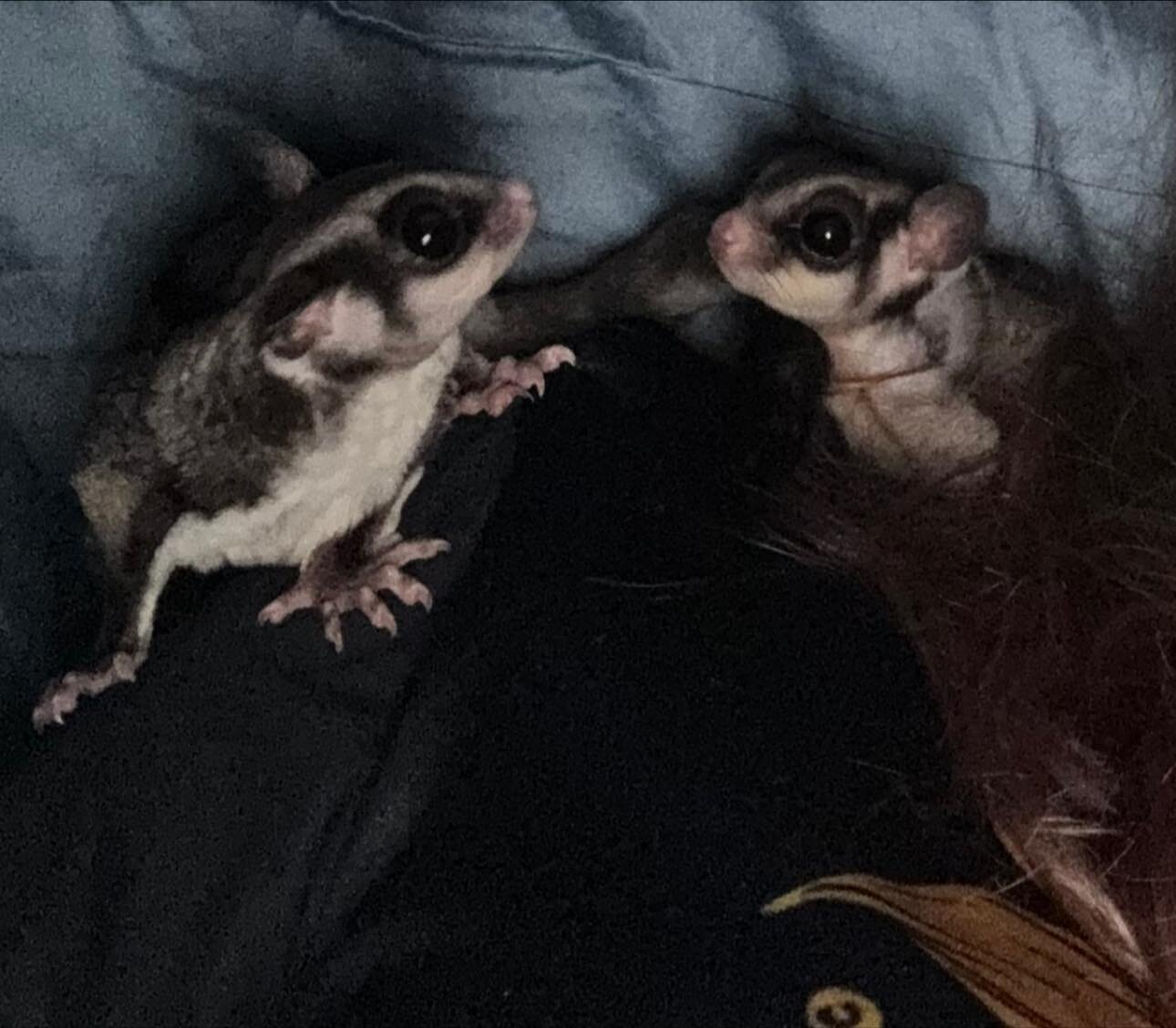 Sweet Sugar Gliders image 10