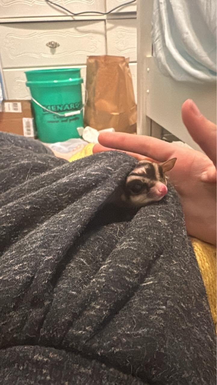 Sweet Sugar Gliders image 6