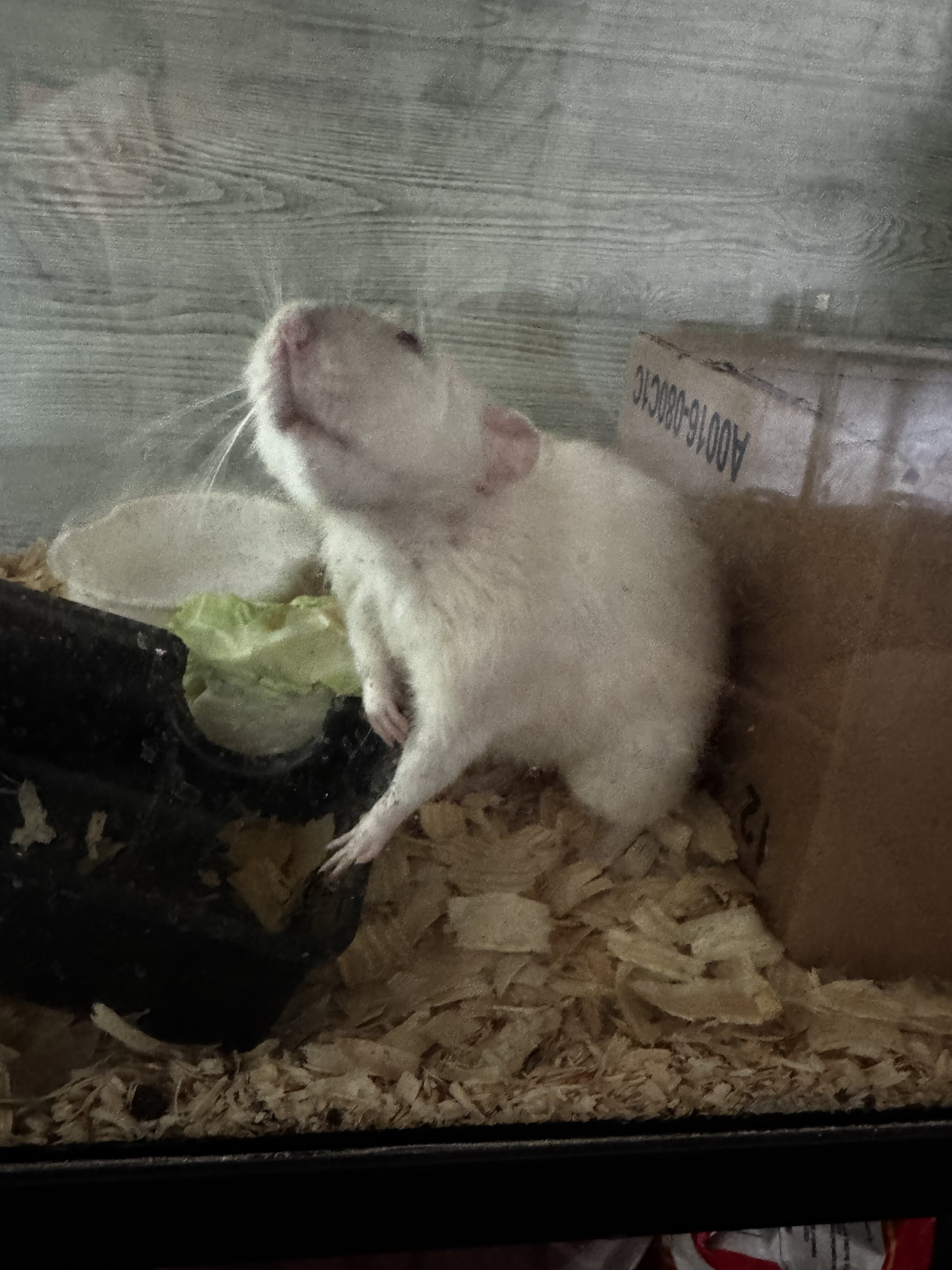 Rats image 1