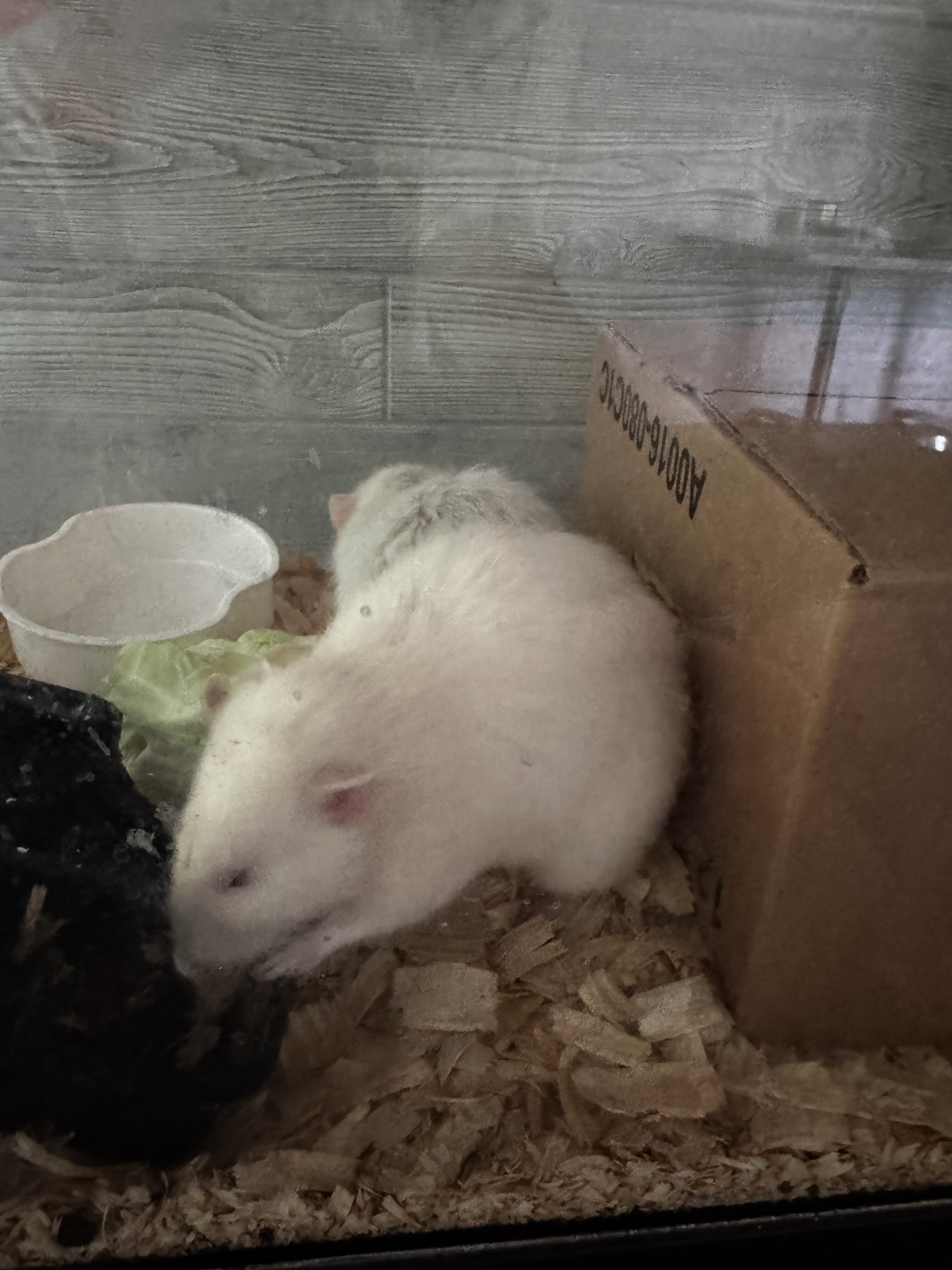 Rats image 4