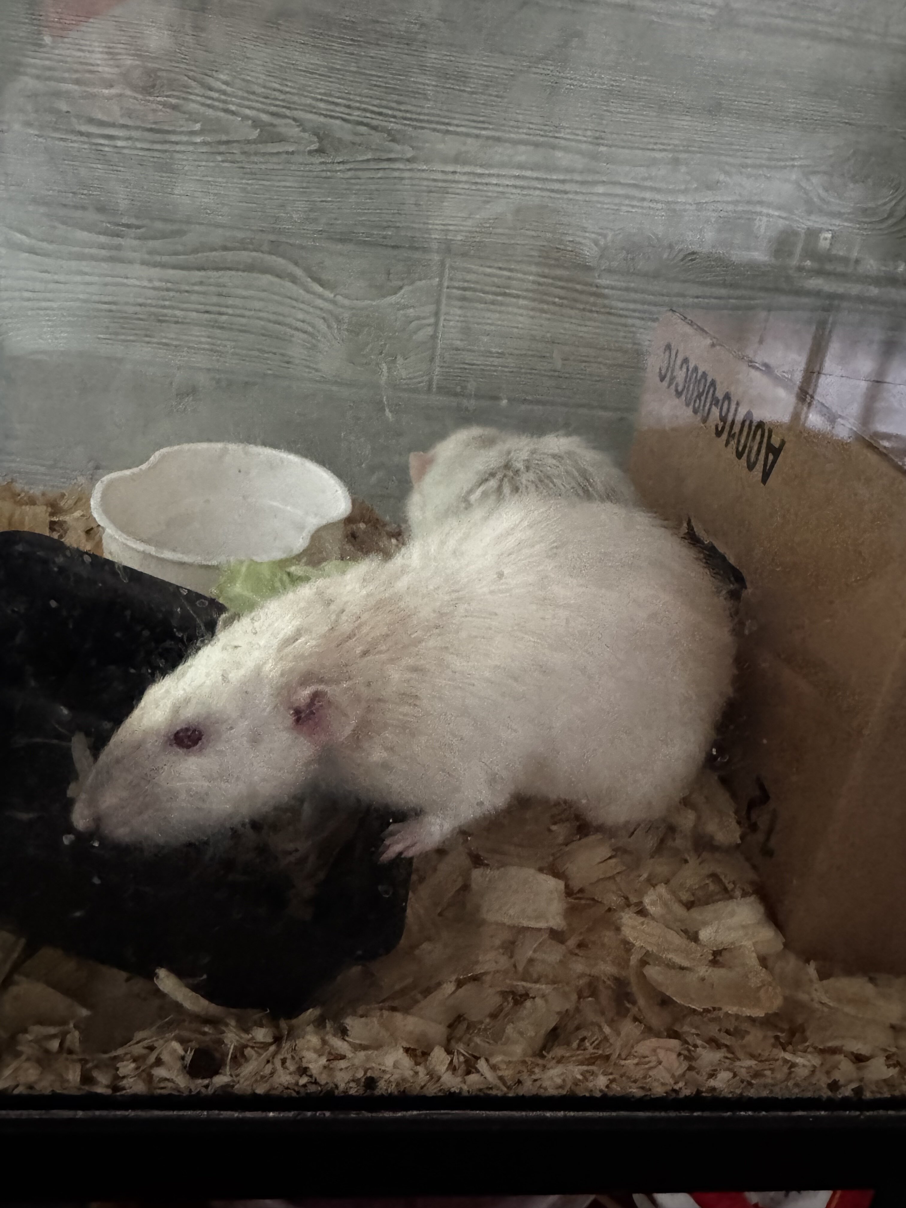 Rats image 3