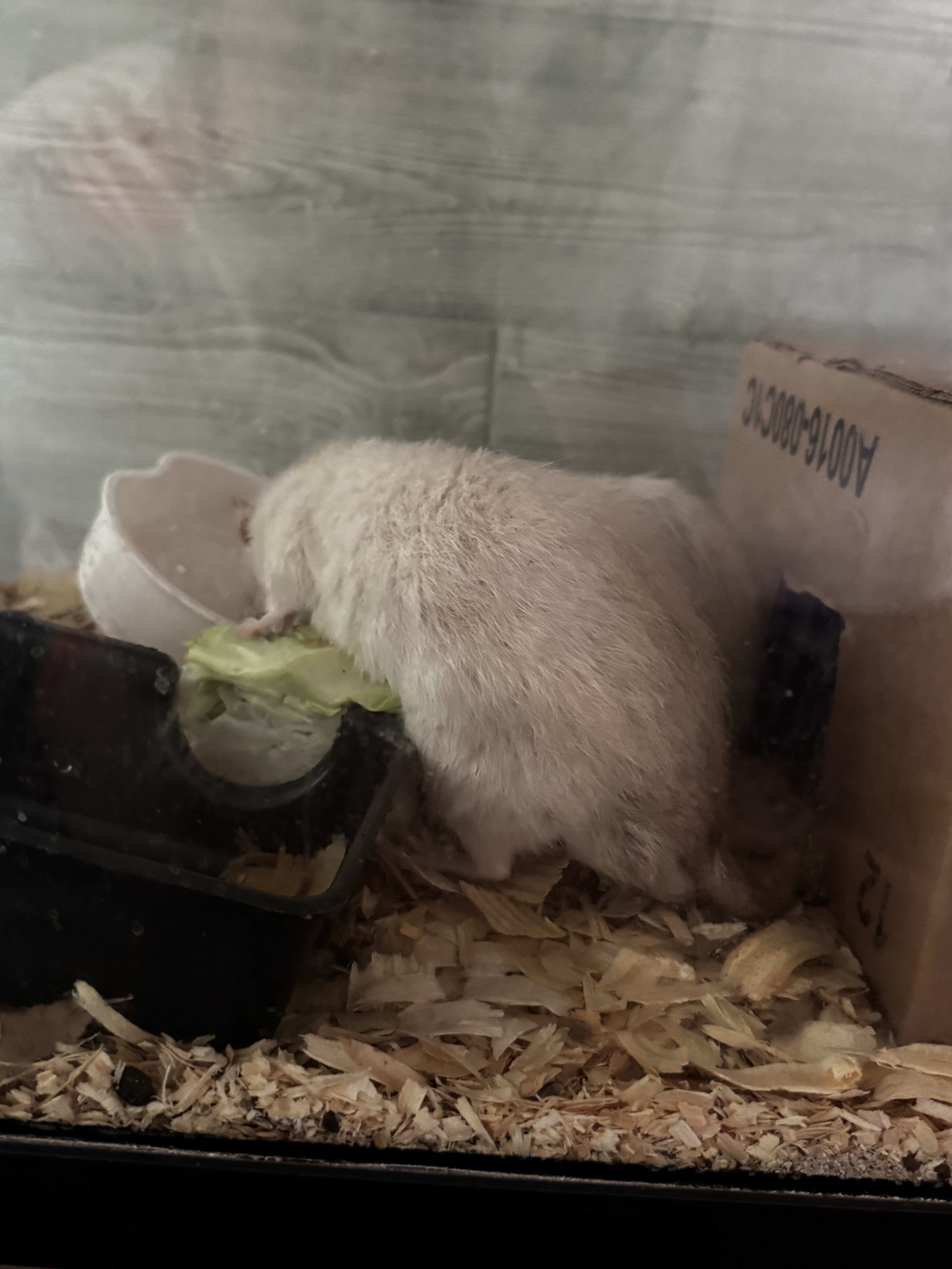 Rats image 5