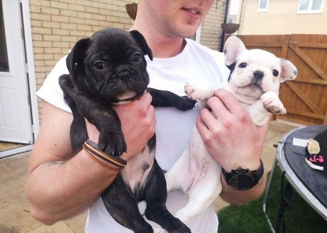 French bulldog puppies image 1