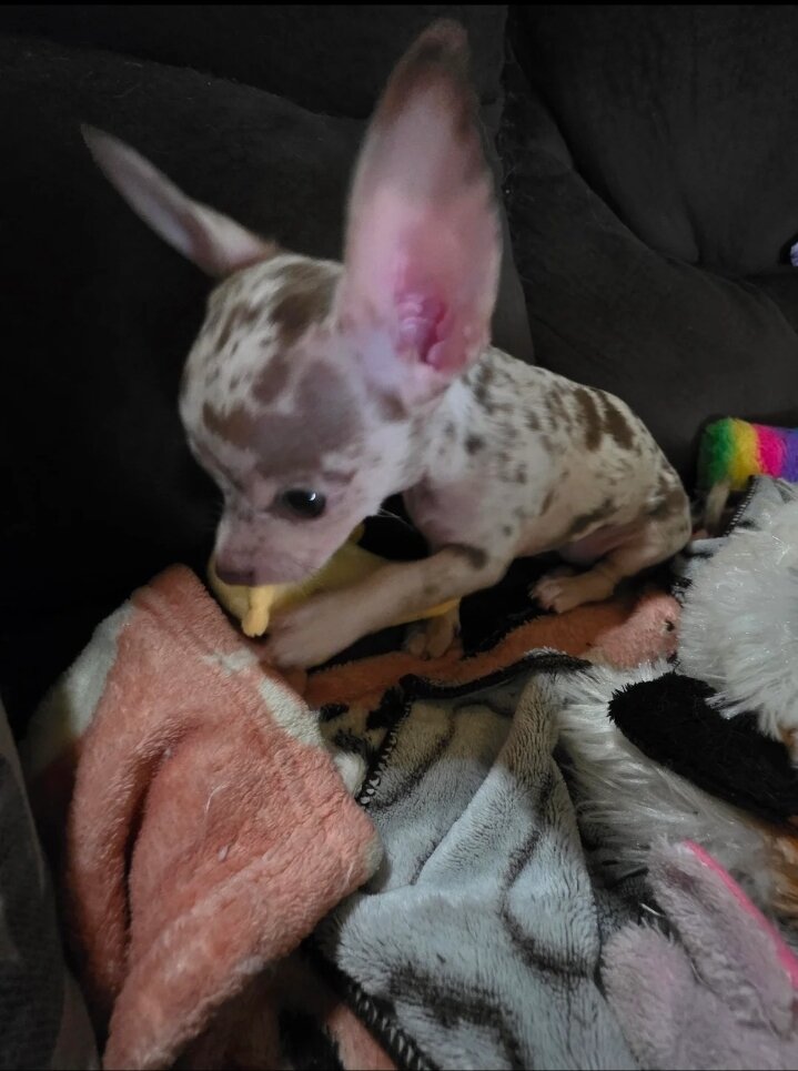 Chihuahua girl image 5