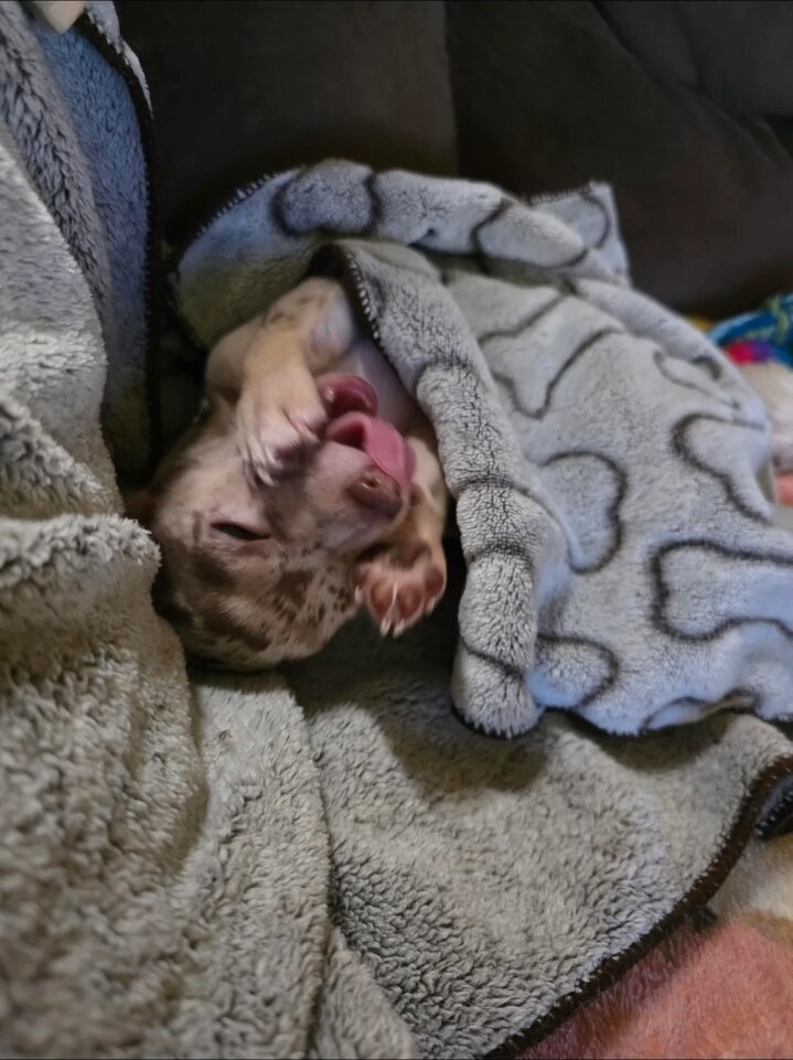 Chihuahua girl image 4