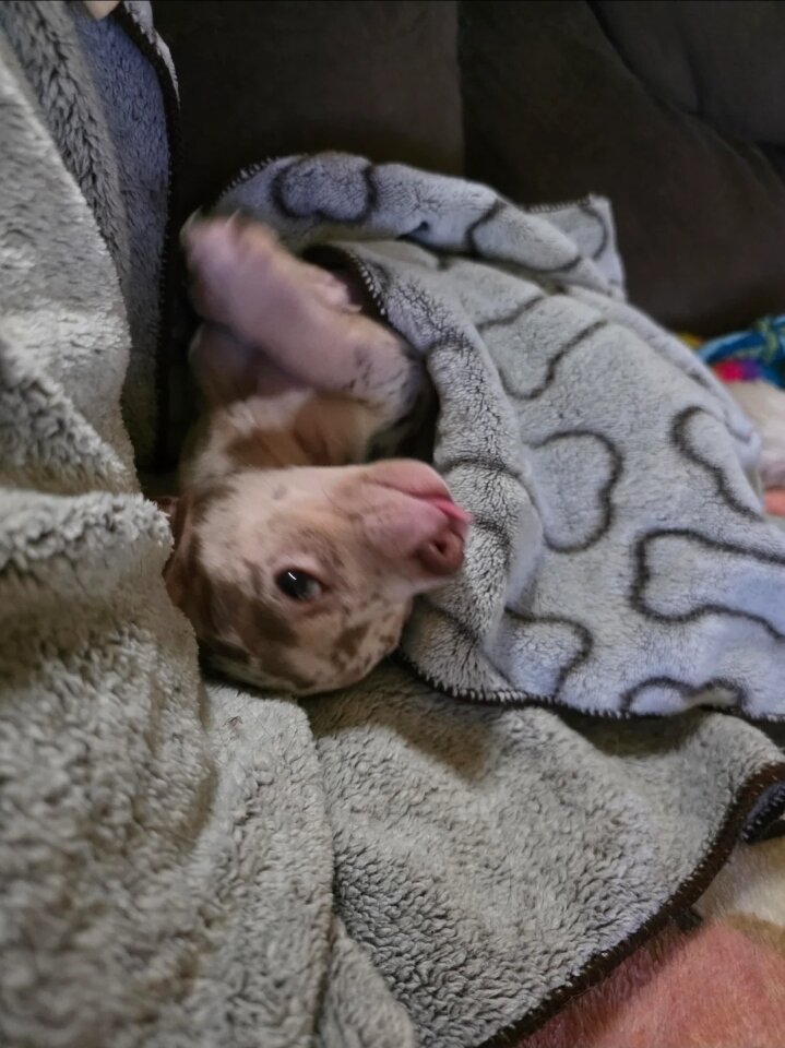 Chihuahua girl image 3
