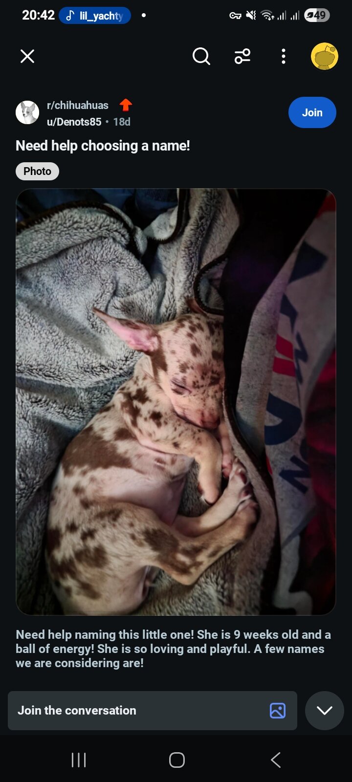 Chihuahua girl image 1