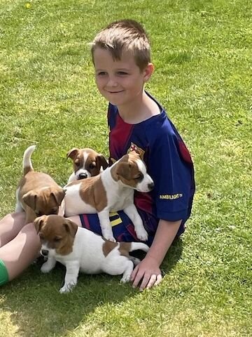 Jack Russell Terrier welpen image 1