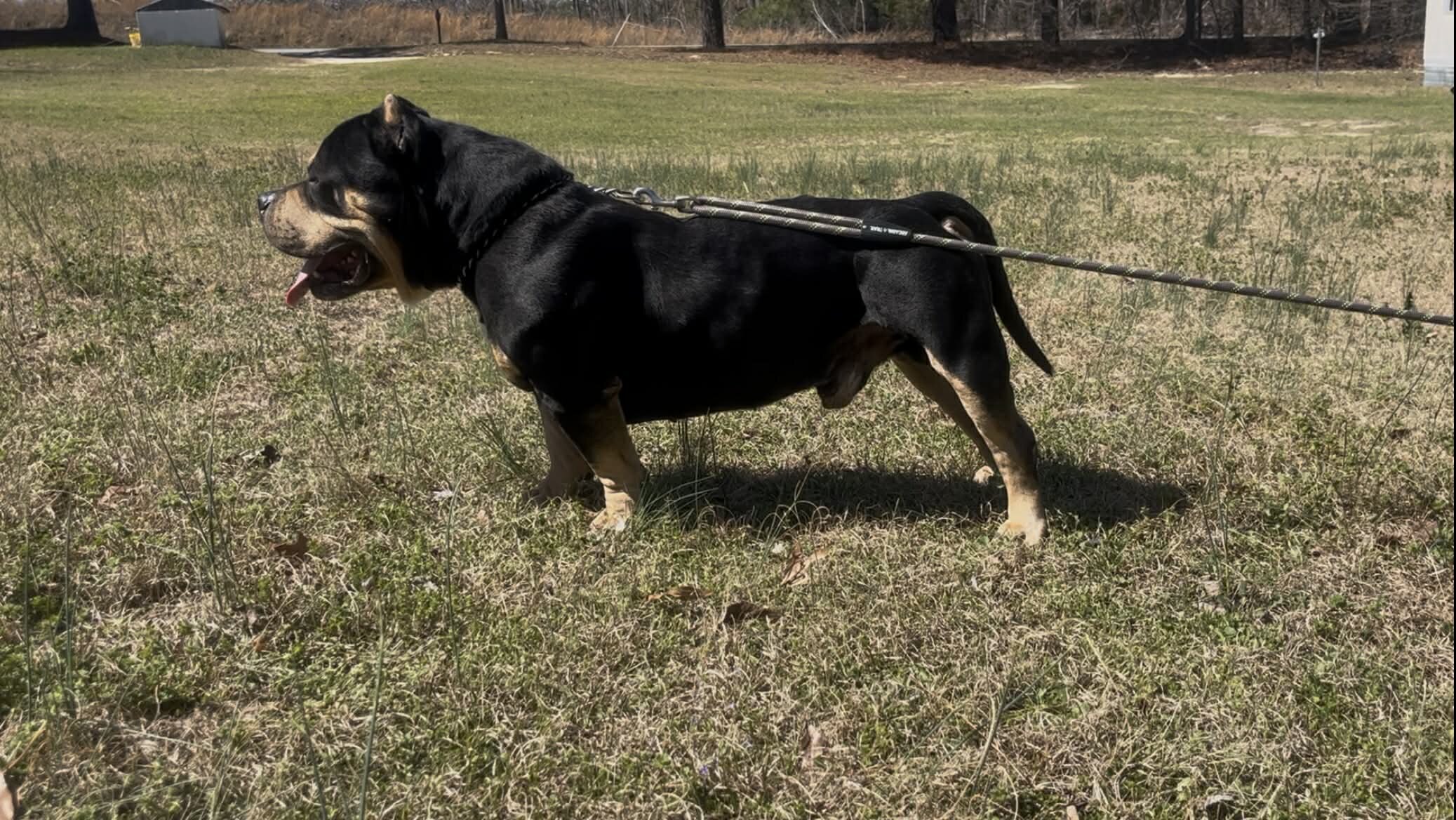 Bane the Conqueror stud only image 4