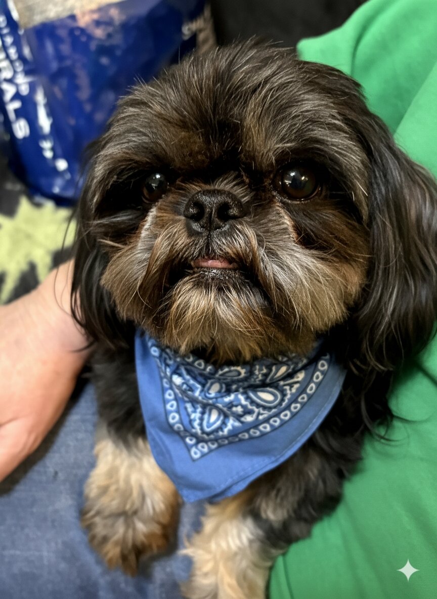 Purebred Shih Tzu image 2