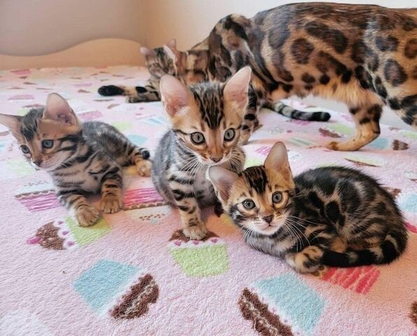 Bengal Cats image 1