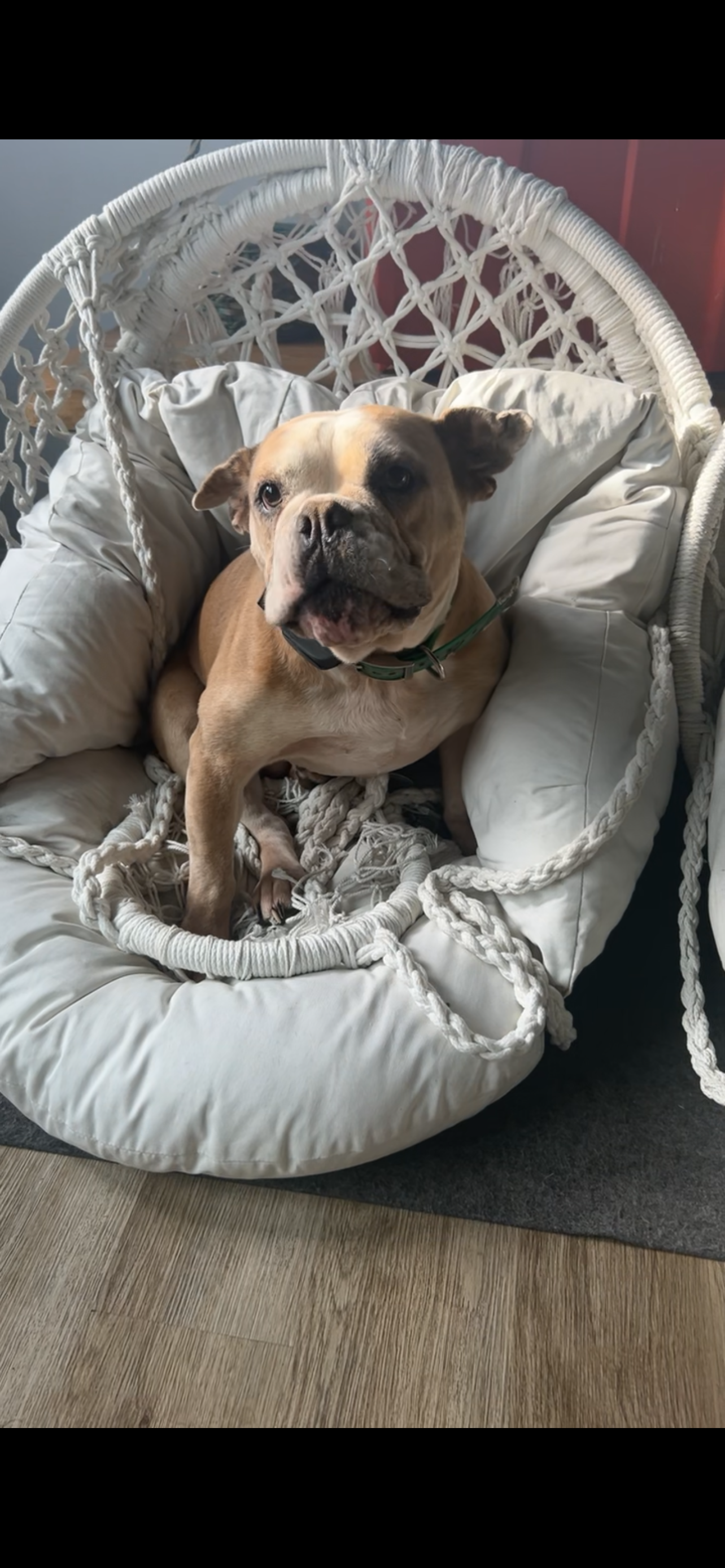 Olde English Bulldog image 2