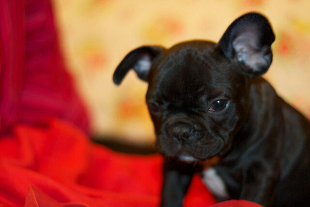 Female French bulldog puppy for sale eight image 1