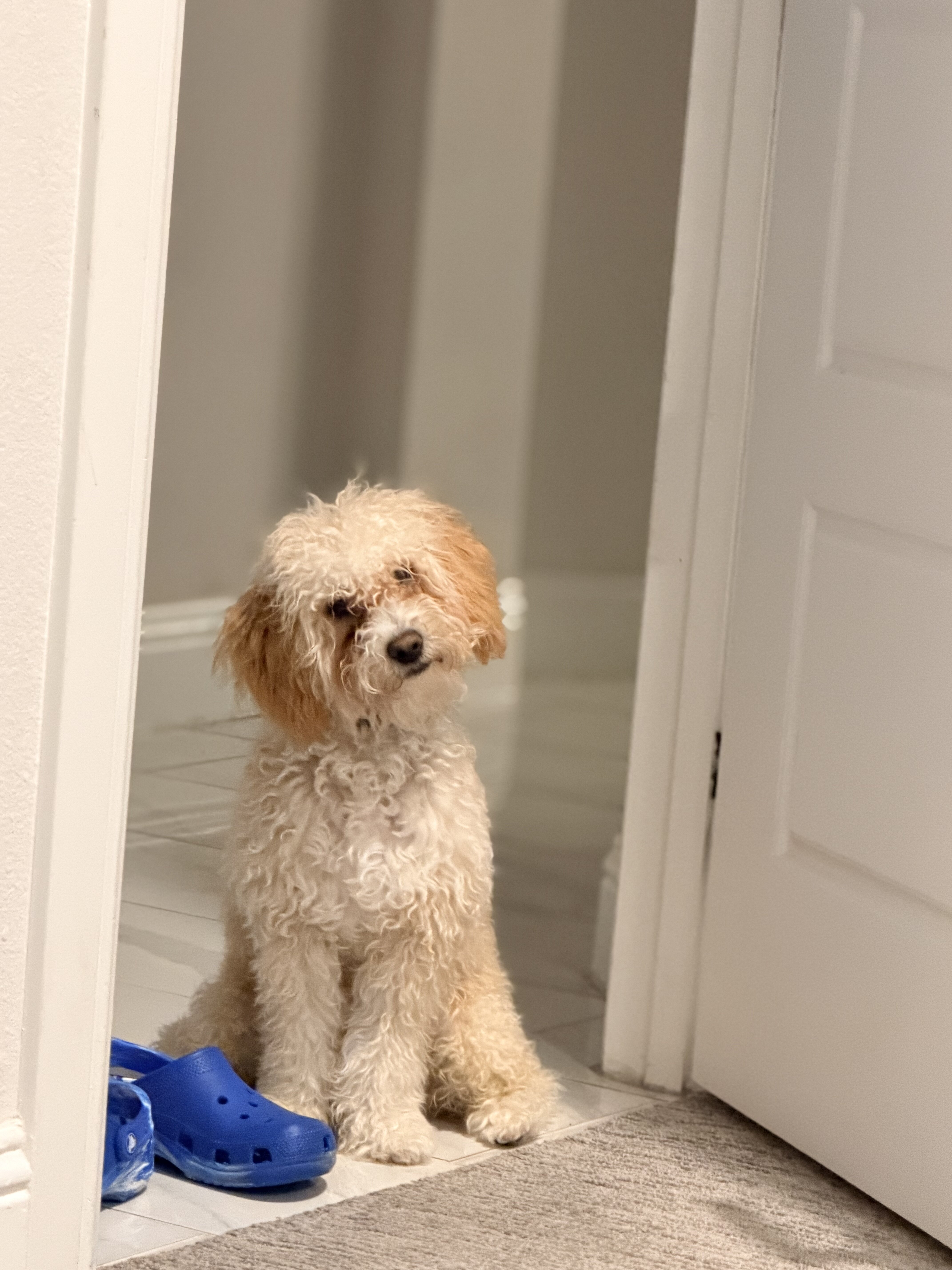 Male Maltipoo – 10 Months Old – $1000 image 1
