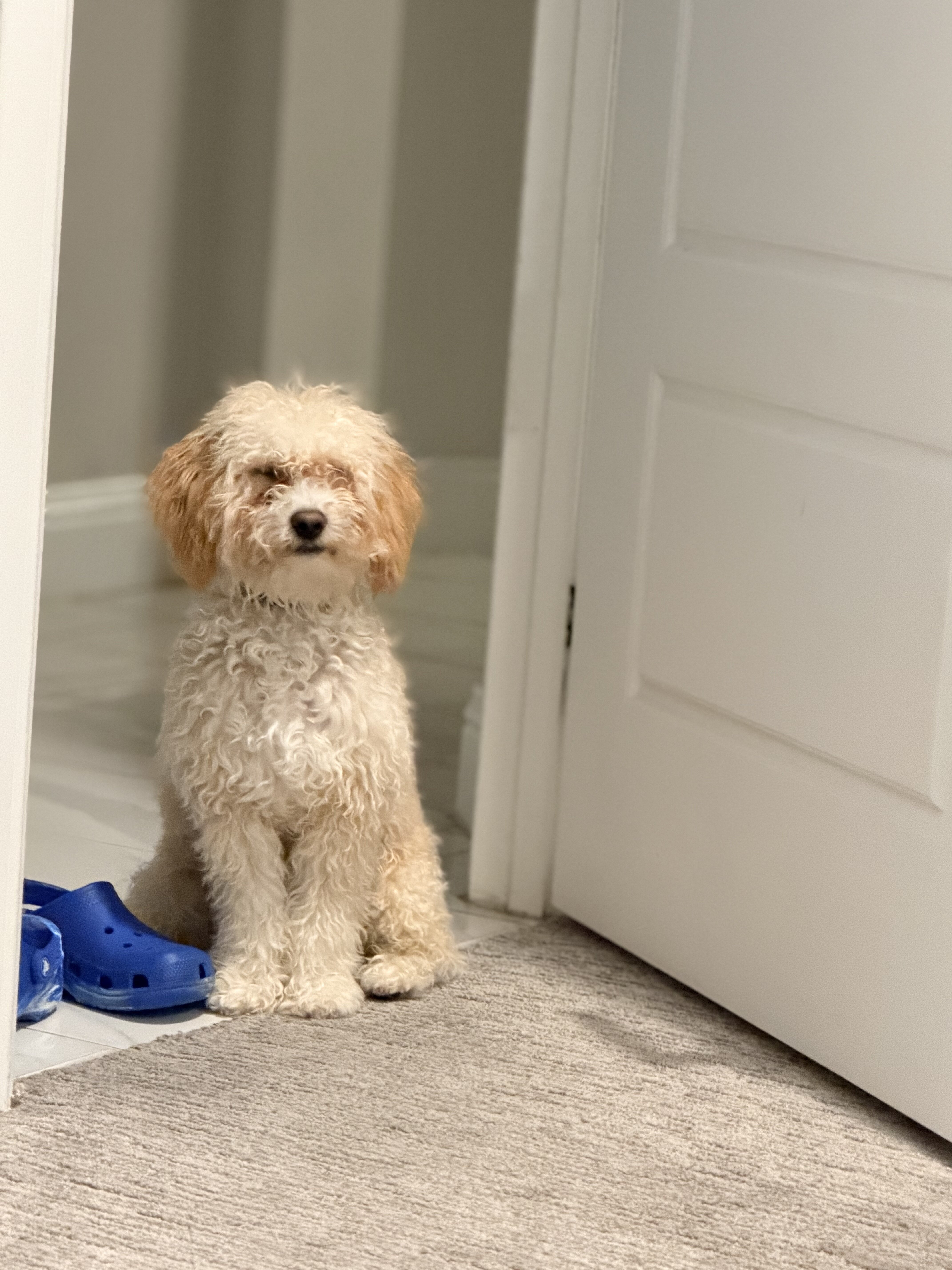 Male Maltipoo – 10 Months Old – $1000 image 2