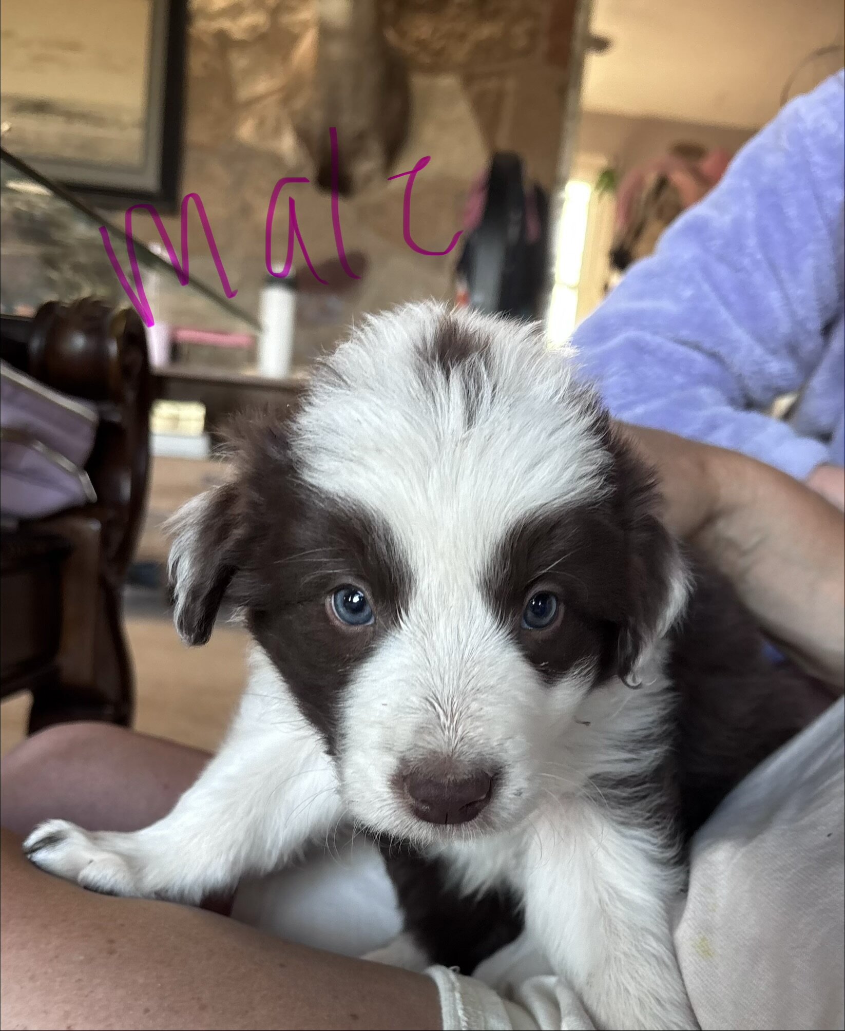 Border Collie Pups image 4