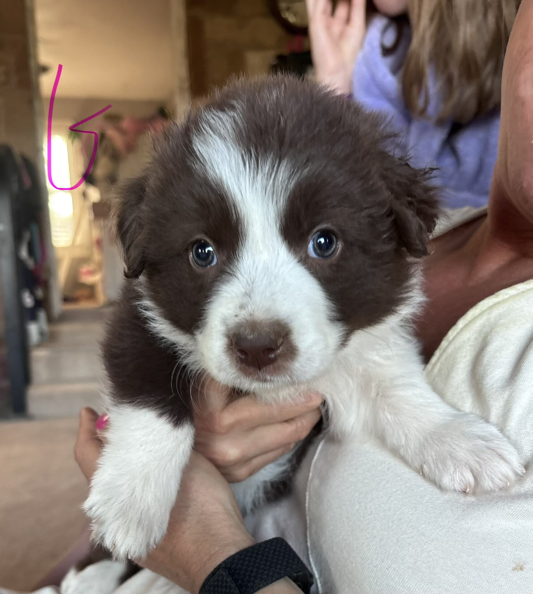 Border Collie Pups image 3