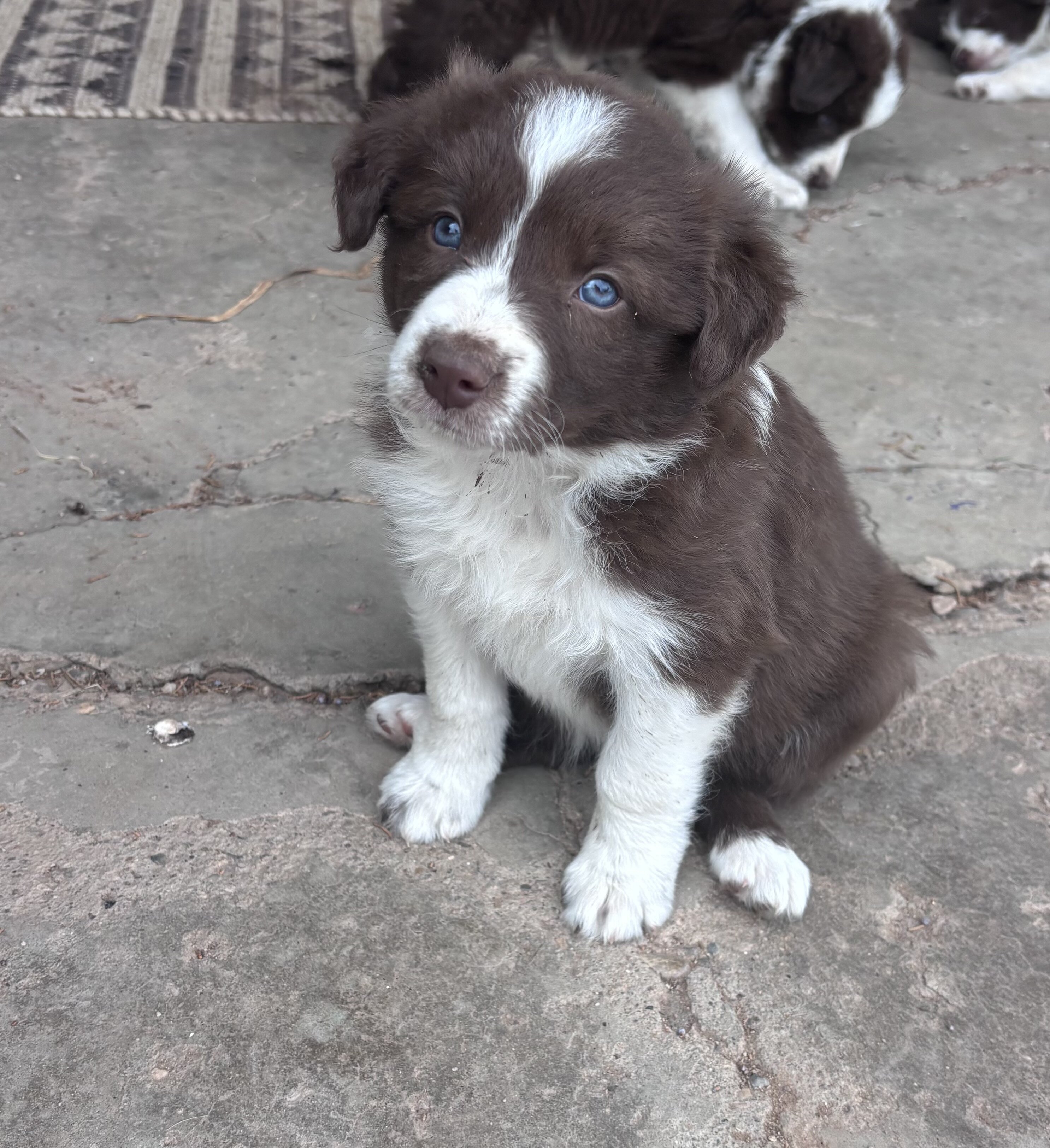 Border Collie Pups image 1