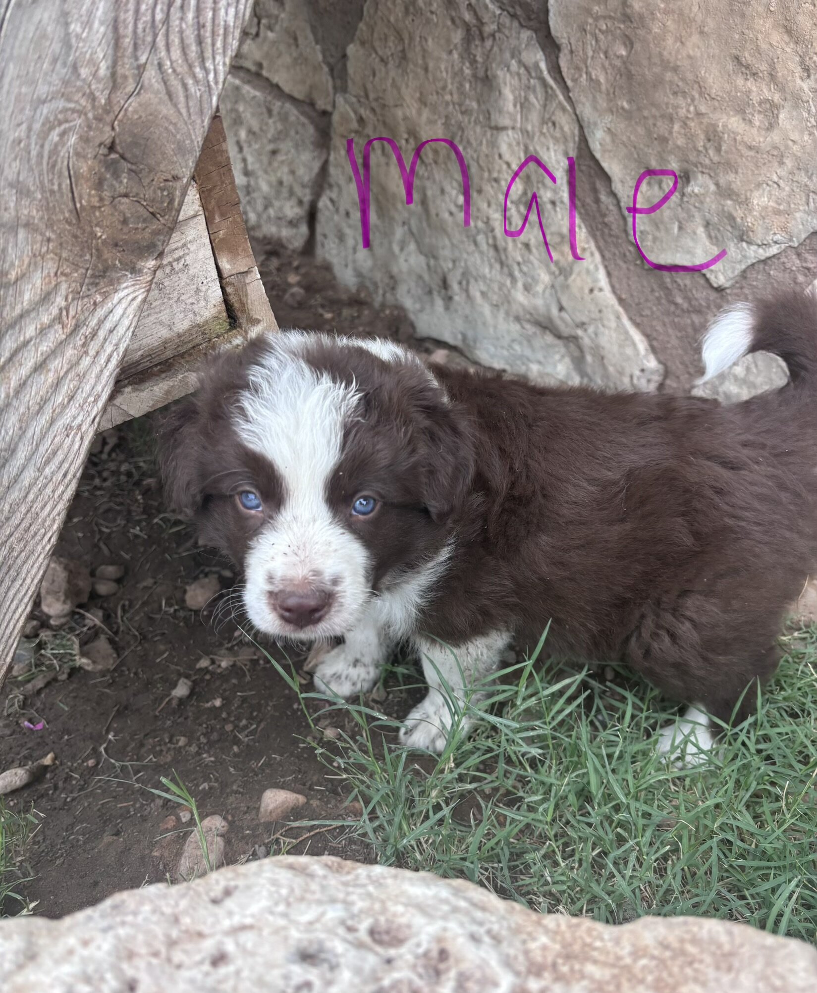 Border Collie Pups image 2