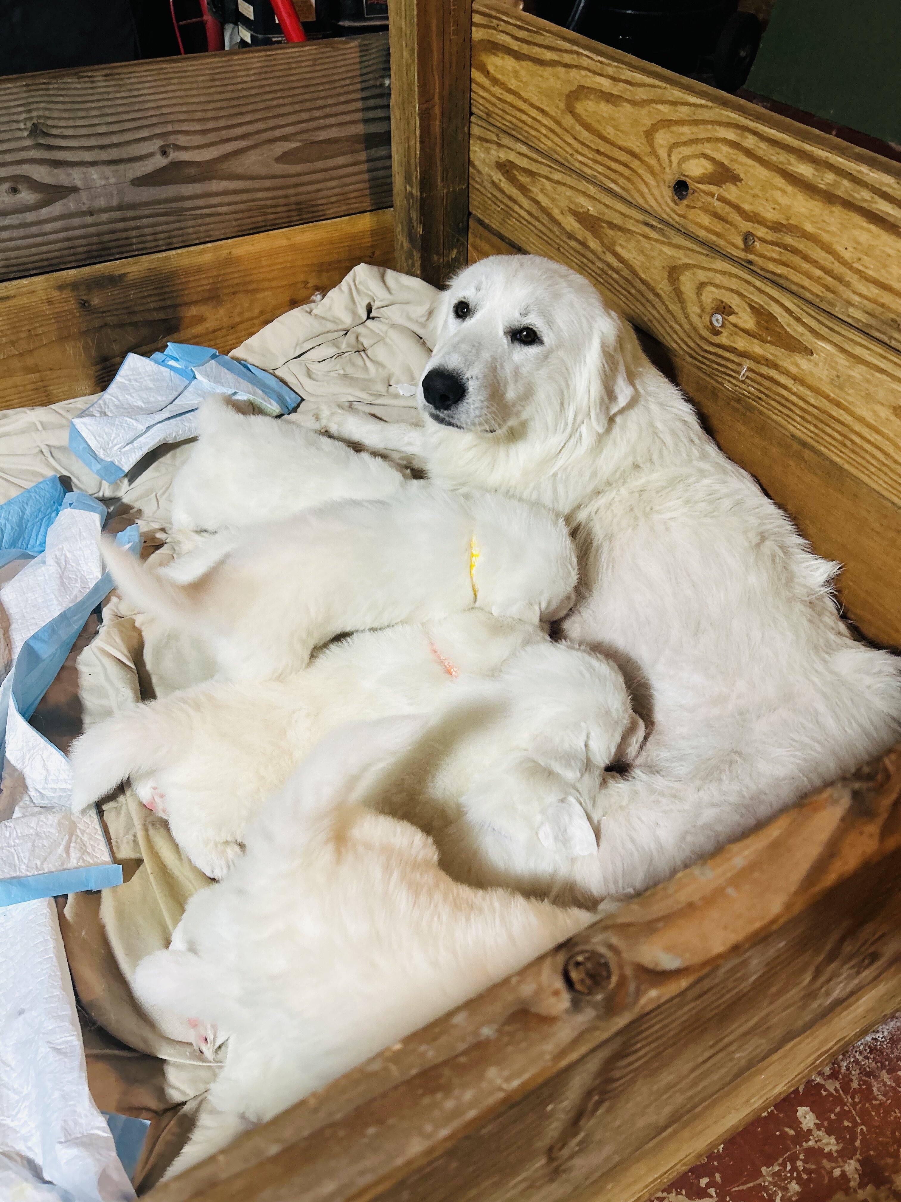 Great Pyrenees Puppy’s image 1