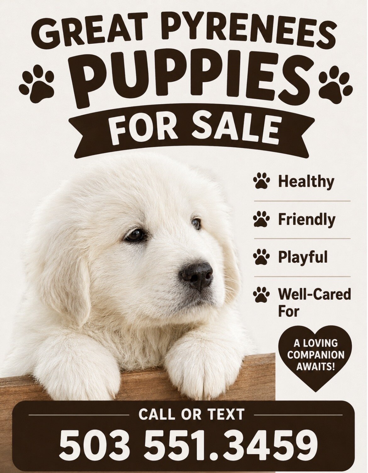 Great Pyrenees Puppy’s image 2