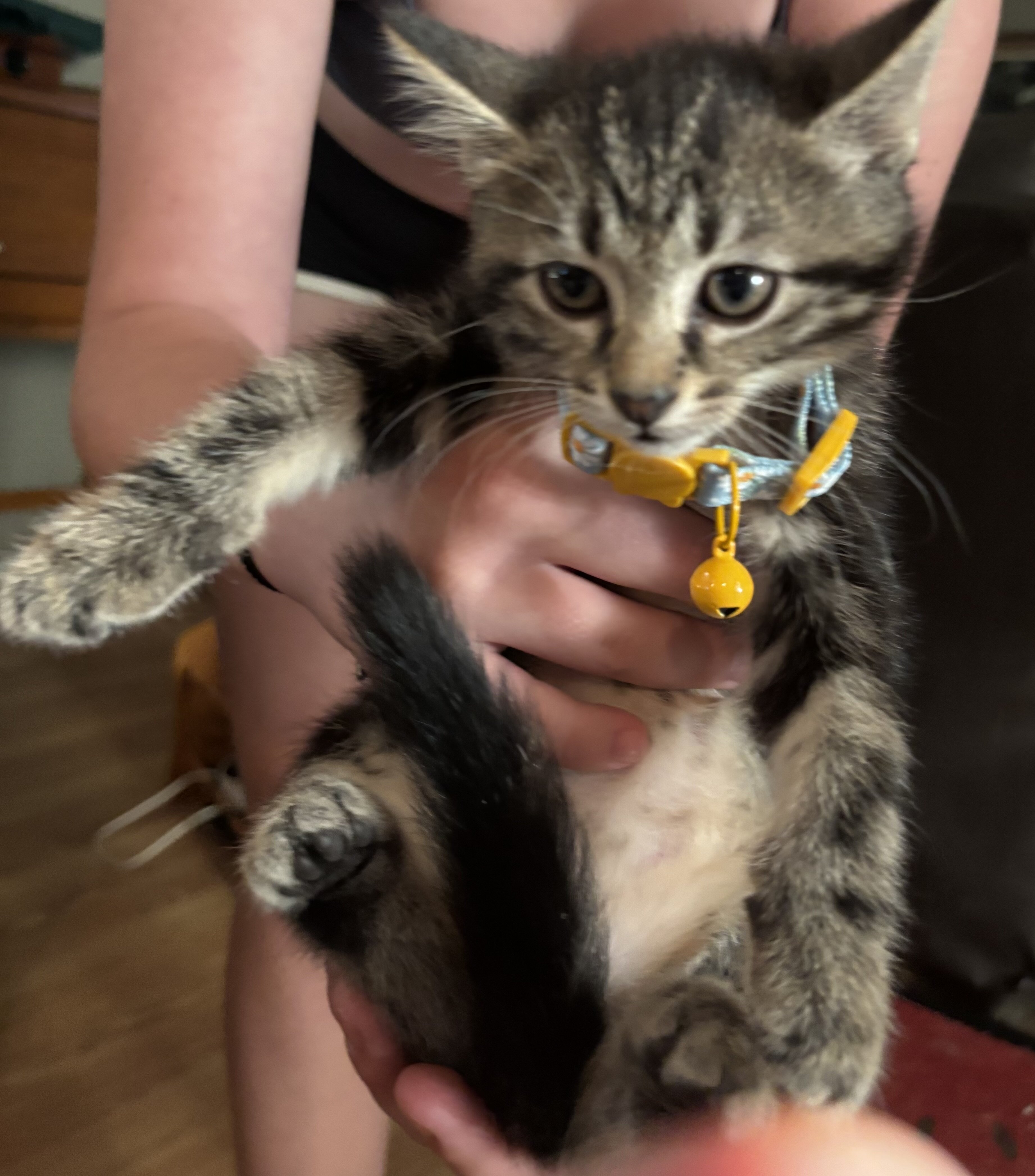 Kitten image 1