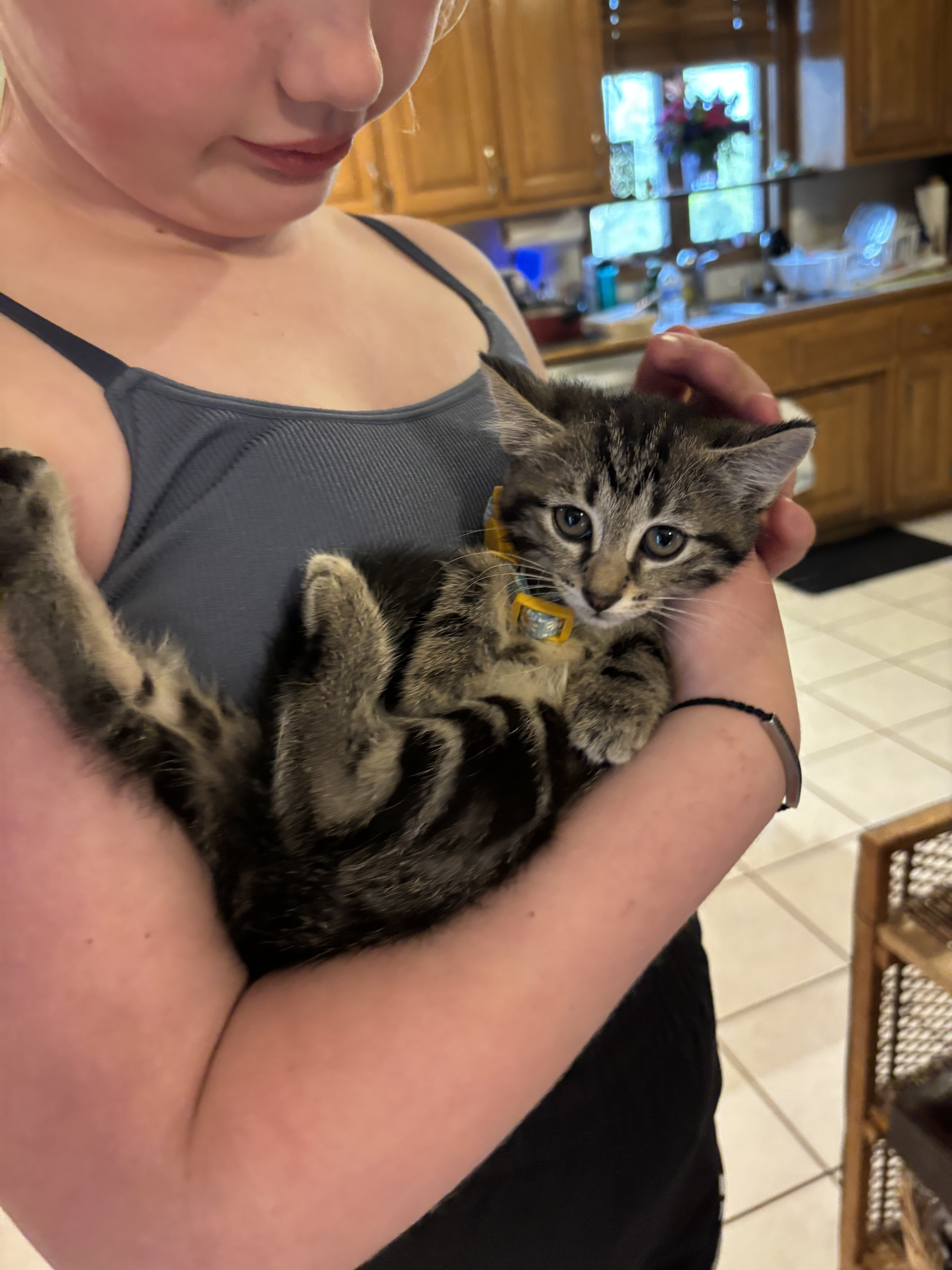 Kitten image 2